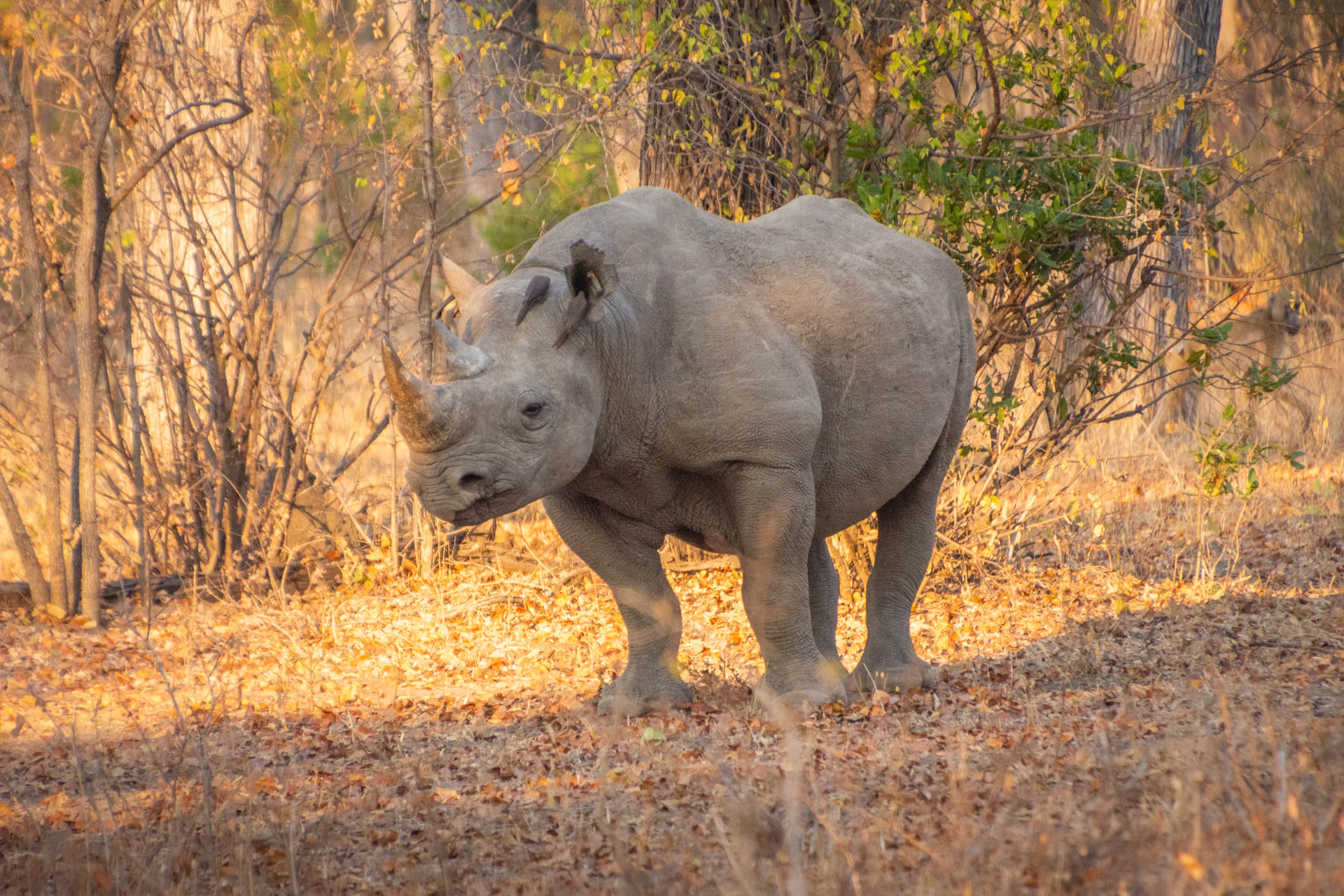Liwonde-Nationalpark-Malawi-Globetrotter-Select-5