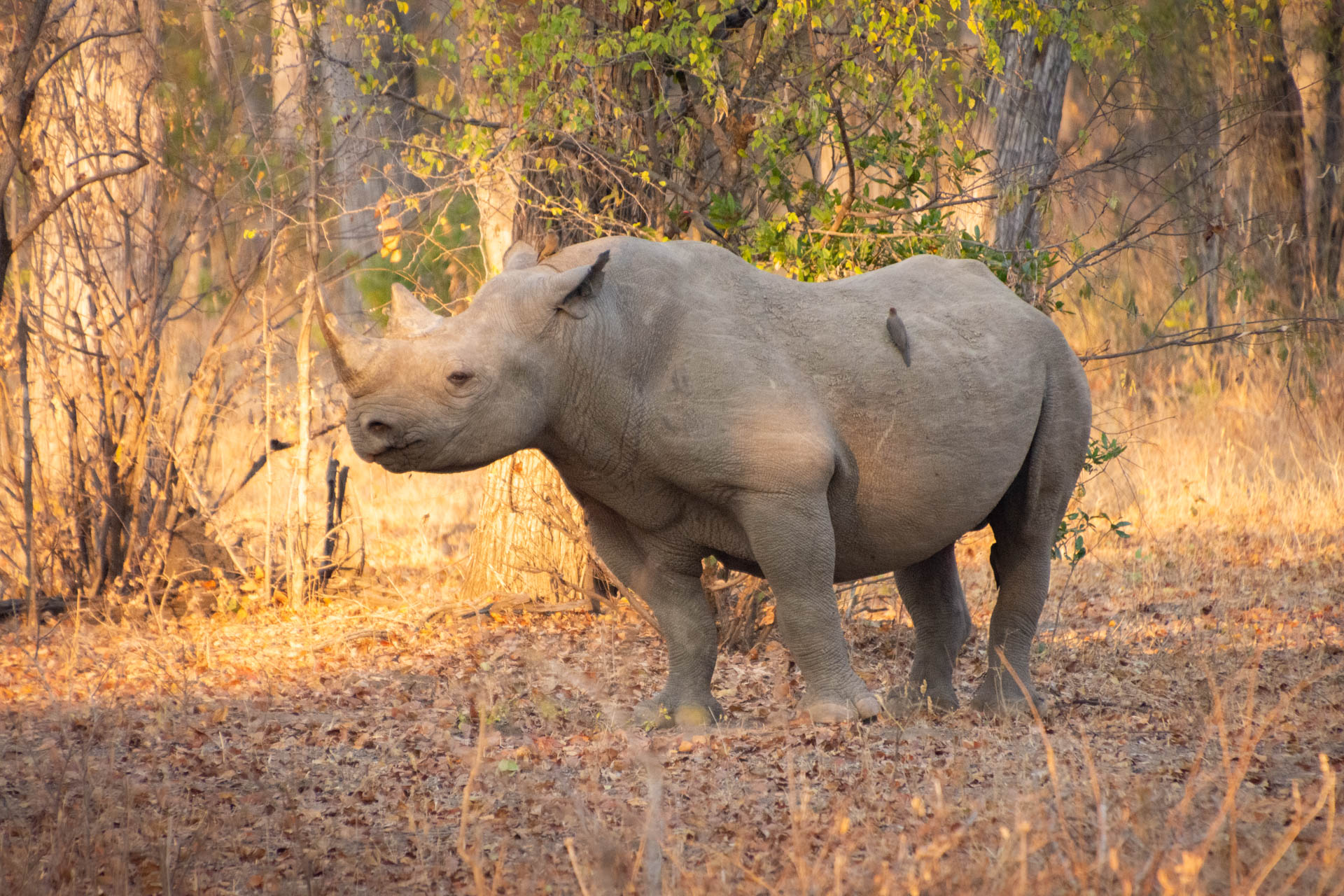 Liwonde-Nationalpark-Malawi-Globetrotter-Select-7