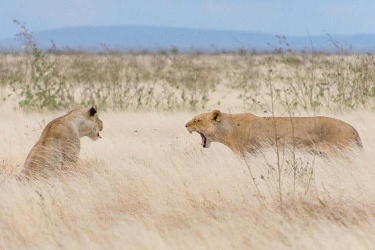 Löwen in Kenia - Globetrotter Select