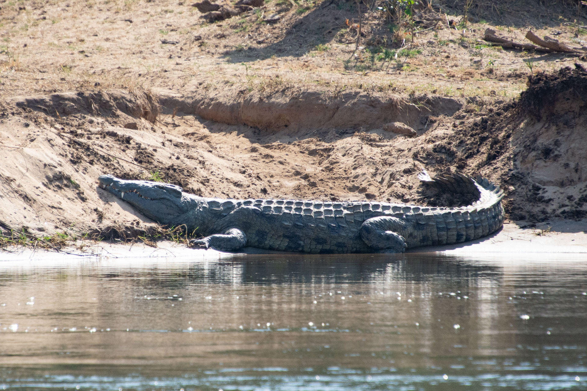Lower-Zambezi-Nationalpark-Sambia-Globetrotter-Select-11