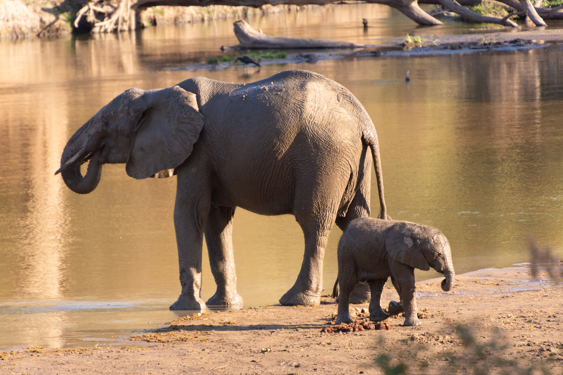 Lower-Zambezi-Nationalpark-Sambia-Globetrotter-Select-23