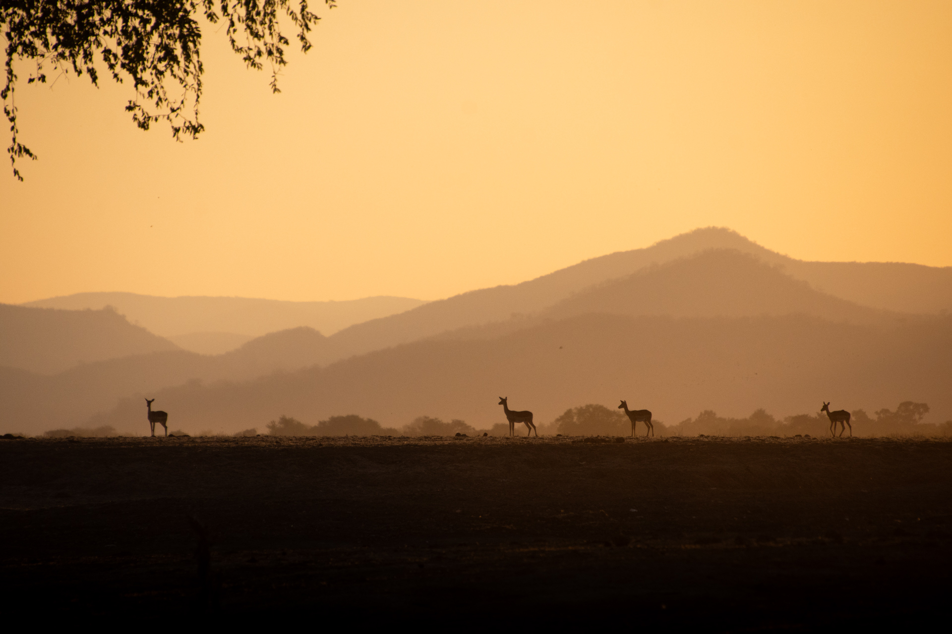 Lower-Zambezi-Nationalpark-Sambia-Globetrotter-Select-29