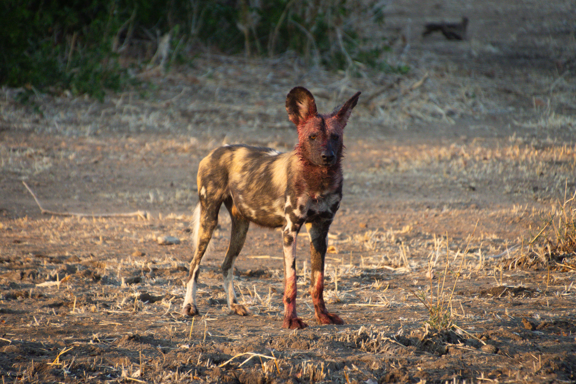 Lower-Zambezi-Nationalpark-Sambia-Globetrotter-Select-40