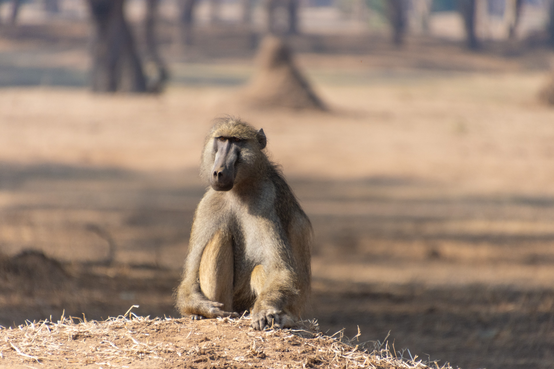 Lower-Zambezi-Nationalpark-Sambia-Globetrotter-Select-46