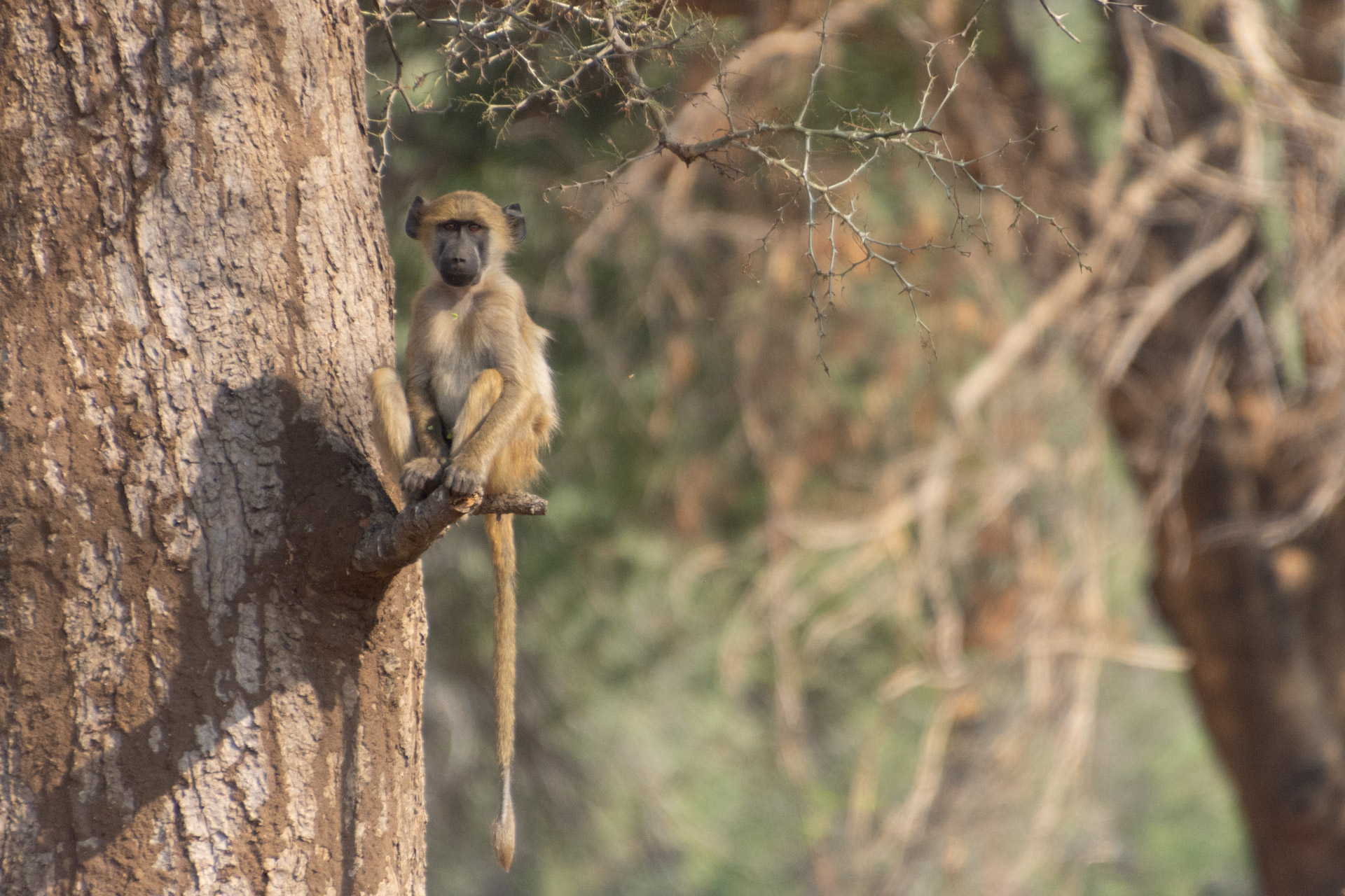 Lower-Zambezi-Nationalpark-Sambia-Globetrotter-Select-48