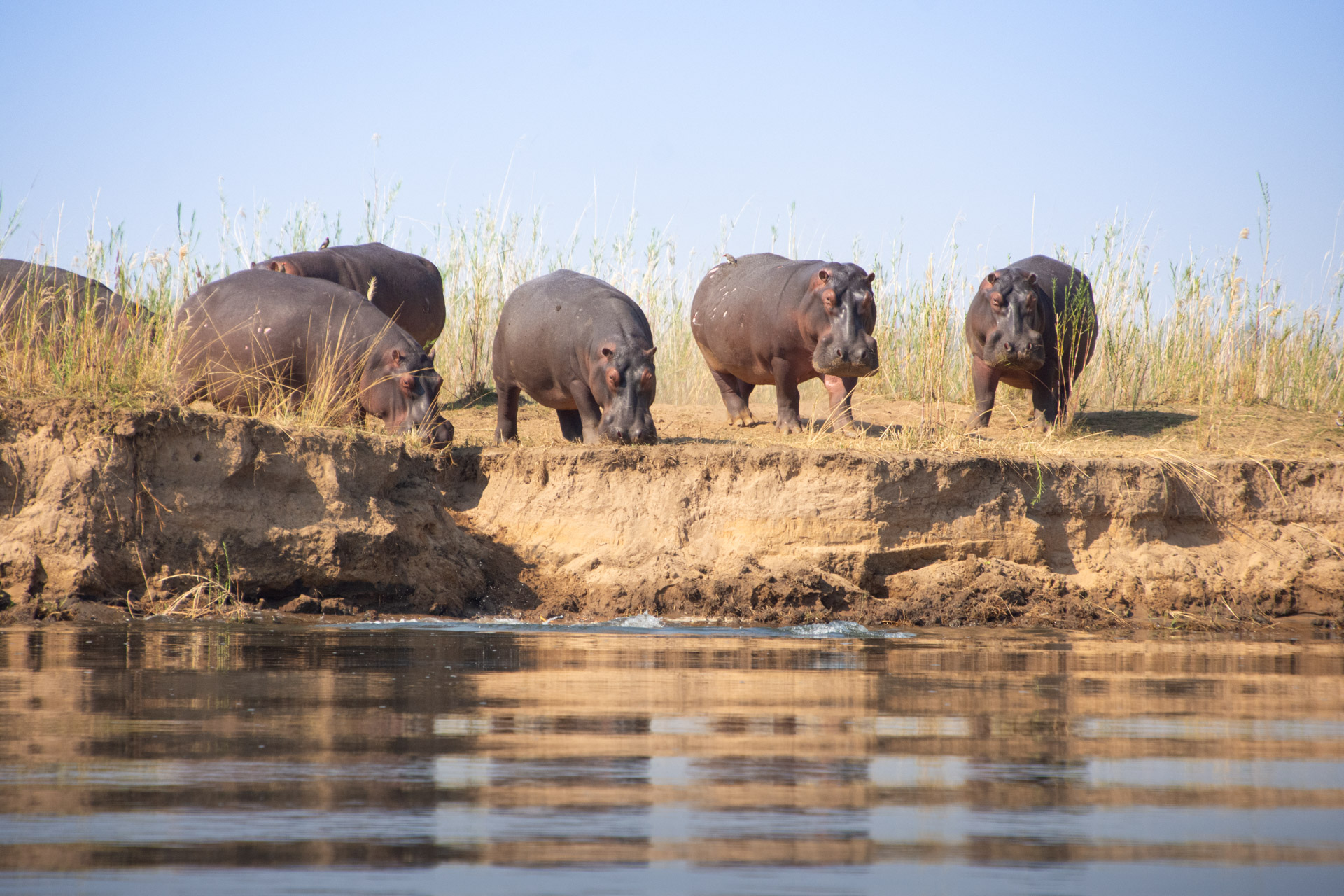 Lower-Zambezi-Nationalpark-Sambia-Globetrotter-Select-5