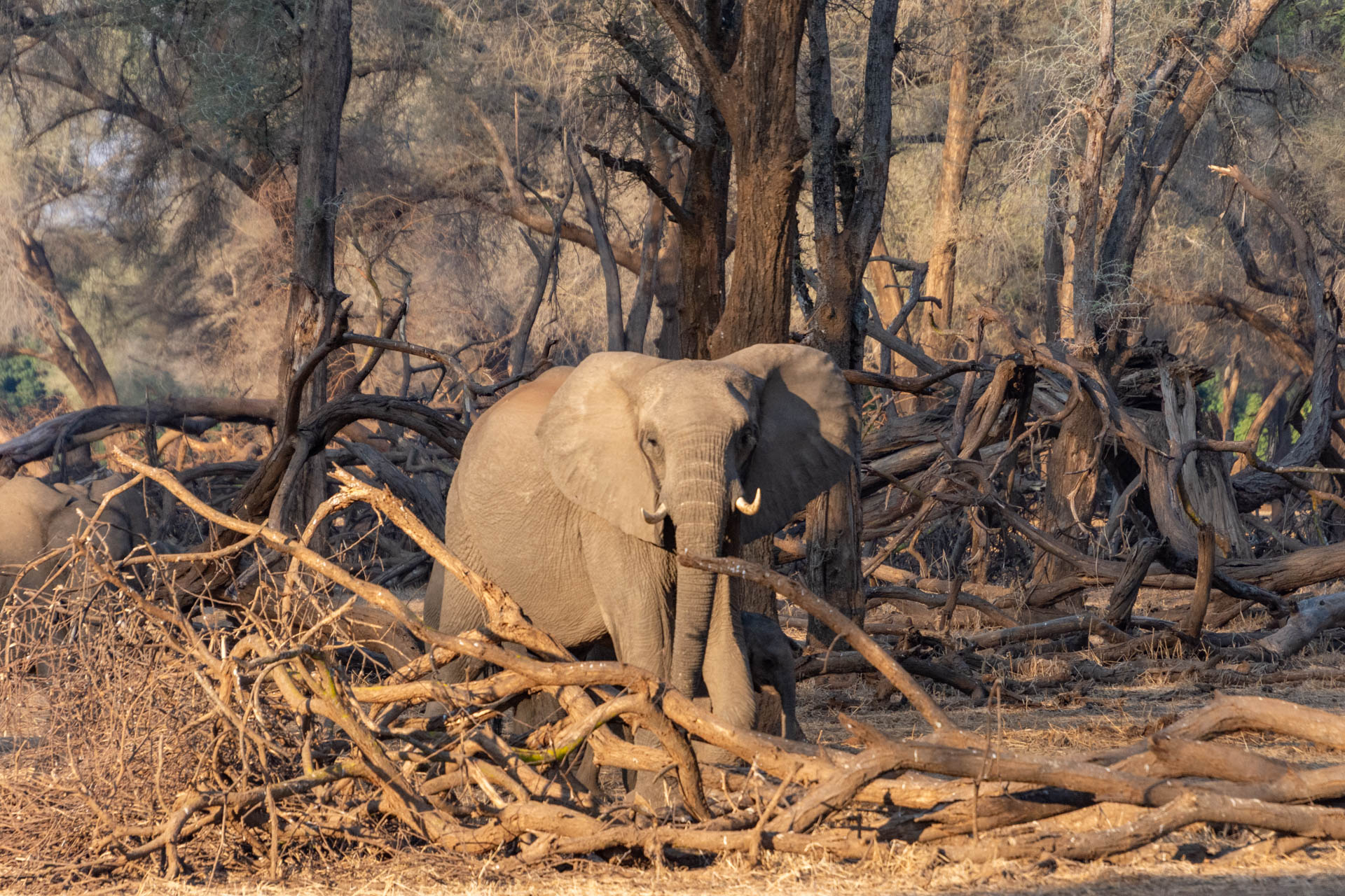 Lower-Zambezi-Nationalpark-Sambia-Globetrotter-Select-56