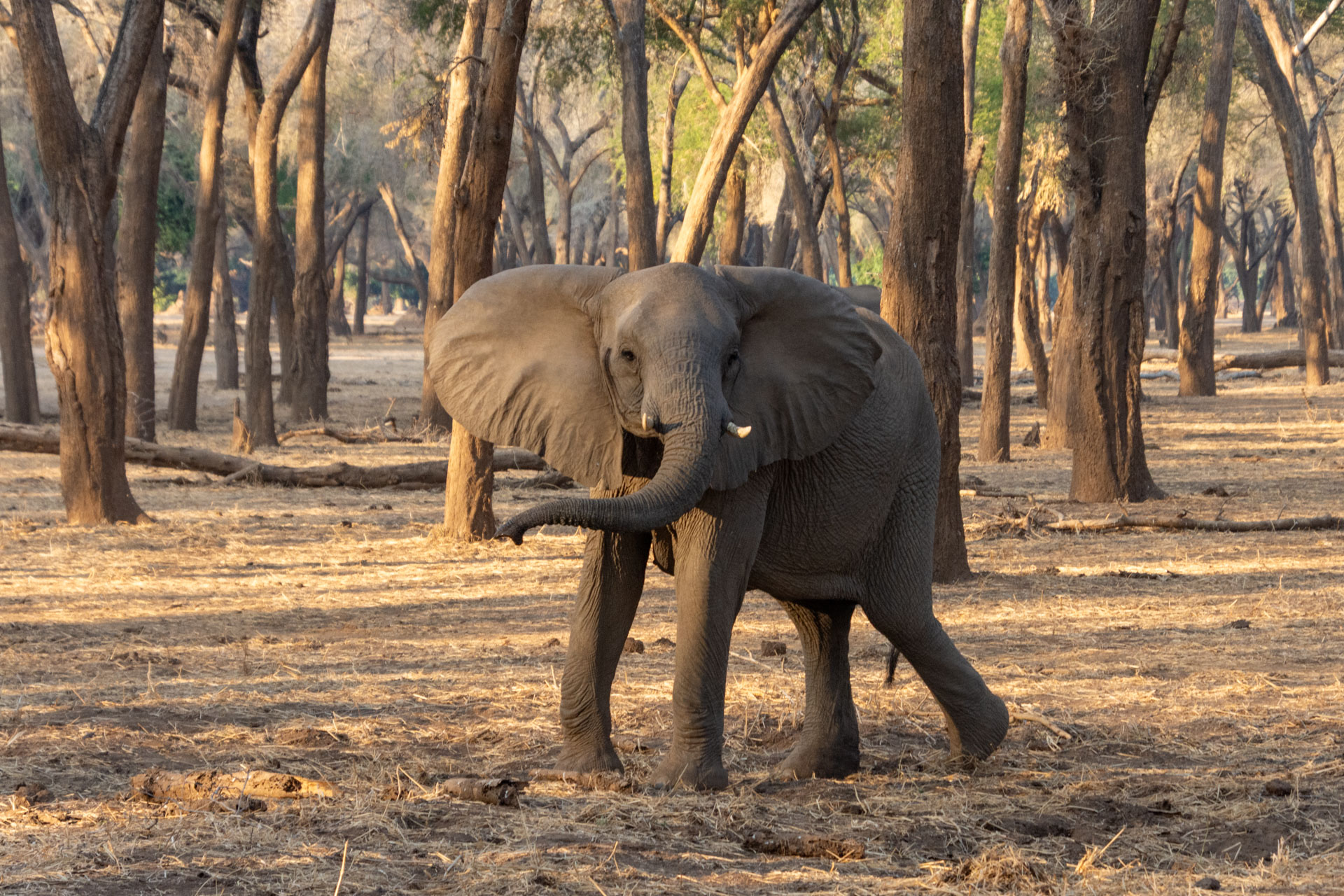 Lower-Zambezi-Nationalpark-Sambia-Globetrotter-Select-62