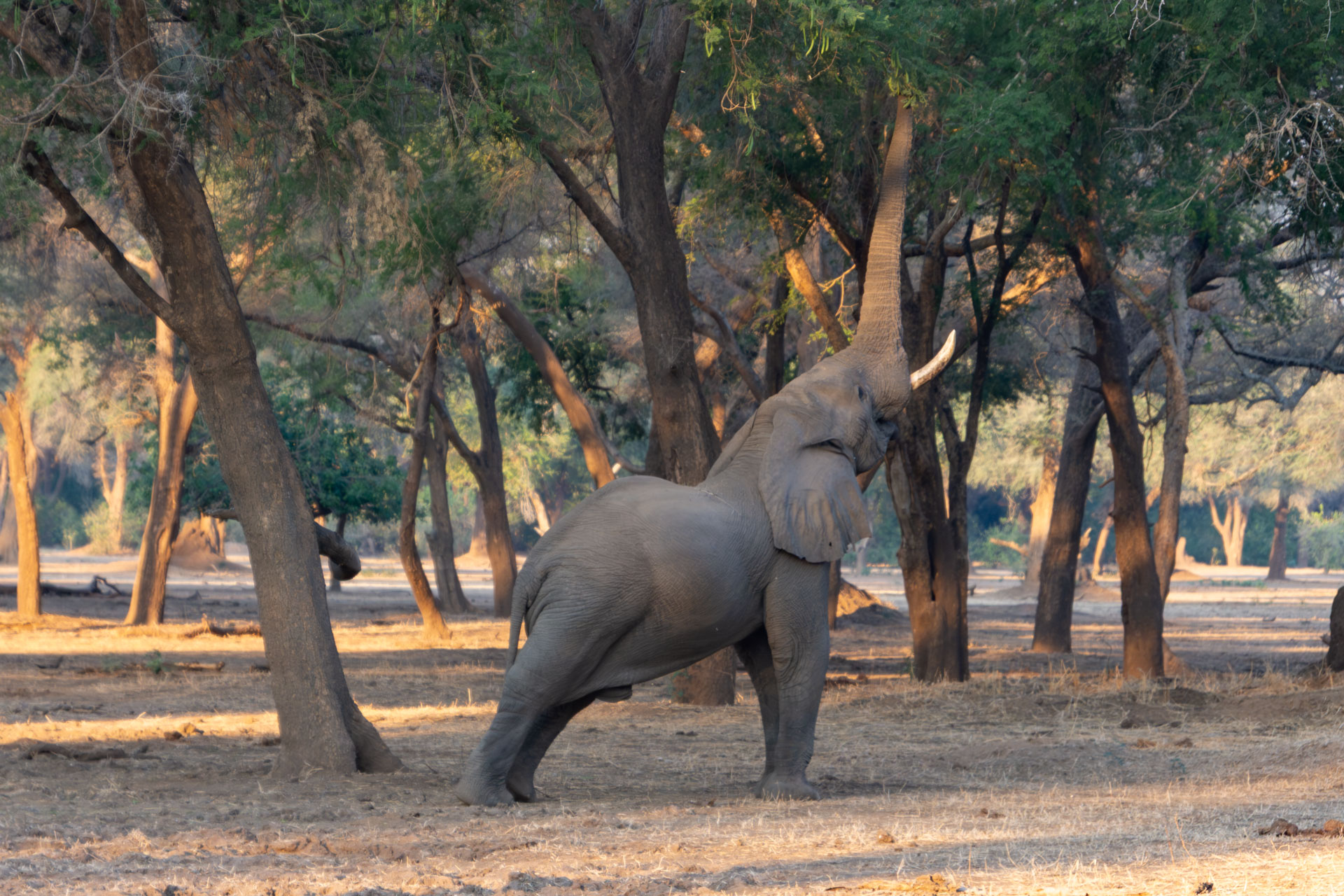 Lower-Zambezi-Nationalpark-Sambia-Globetrotter-Select-68
