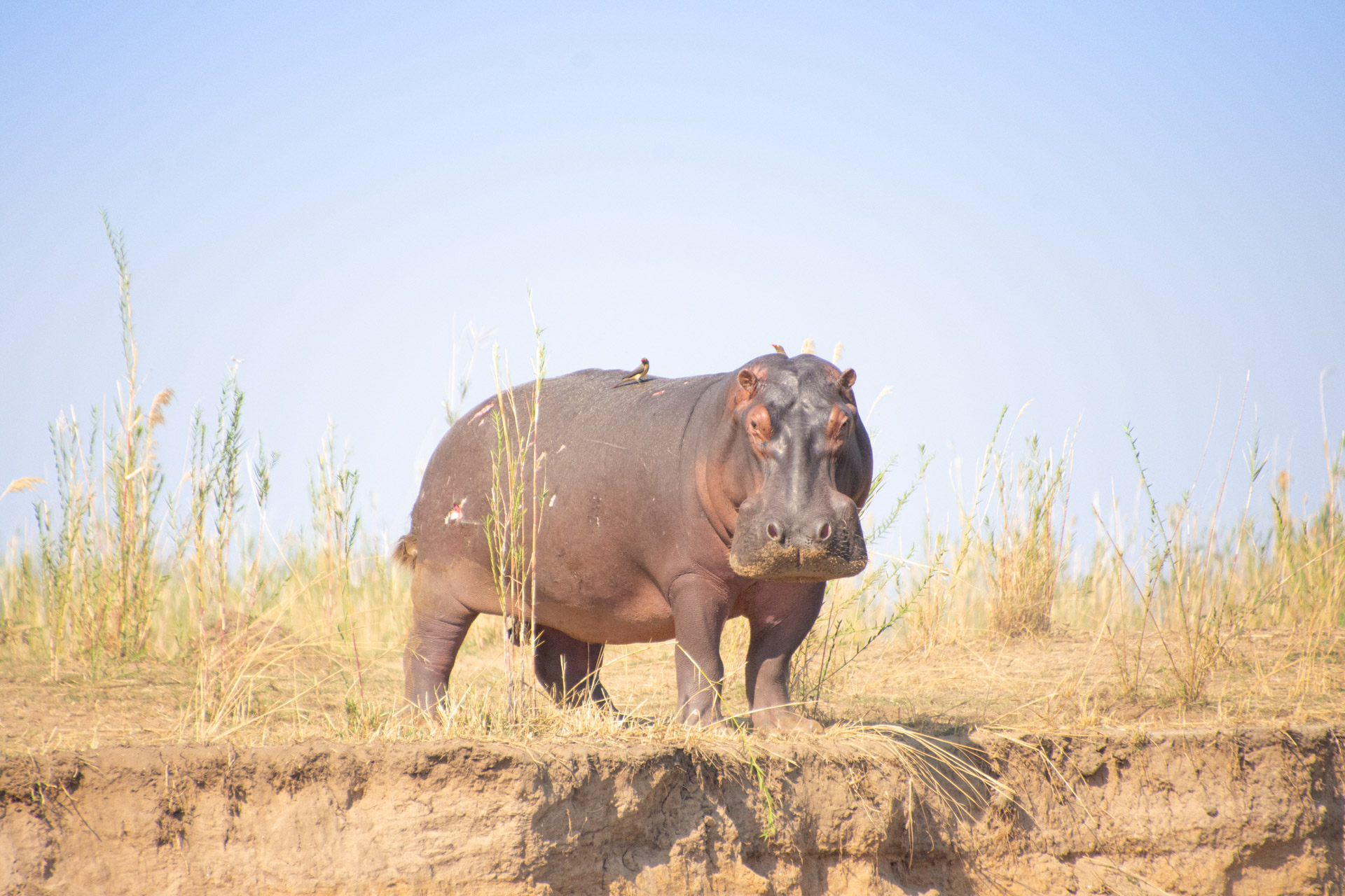 Lower-Zambezi-Nationalpark-Sambia-Globetrotter-Select-7