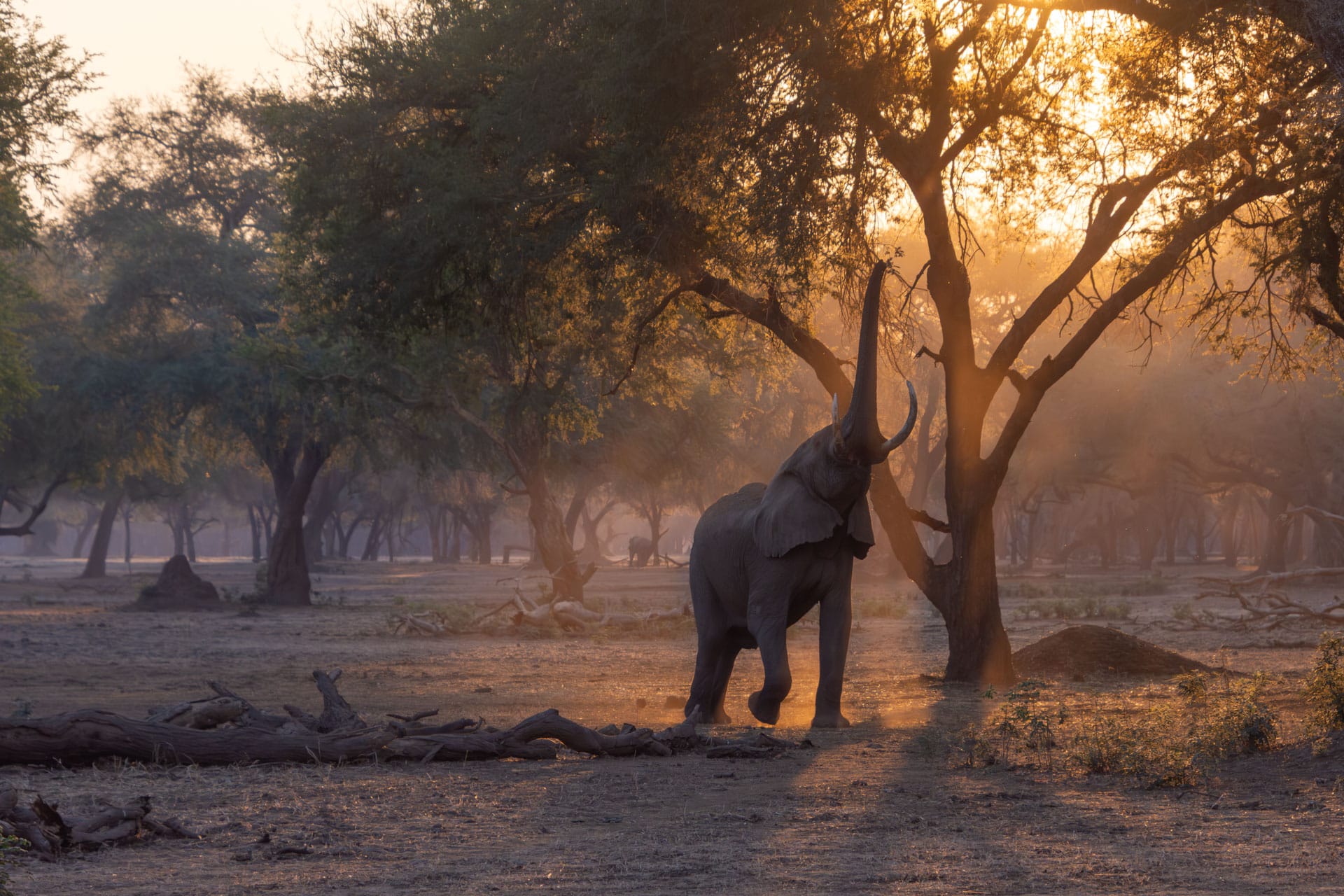 Lower Zambezi Nationalpark Sambia Globetrotter Select 71