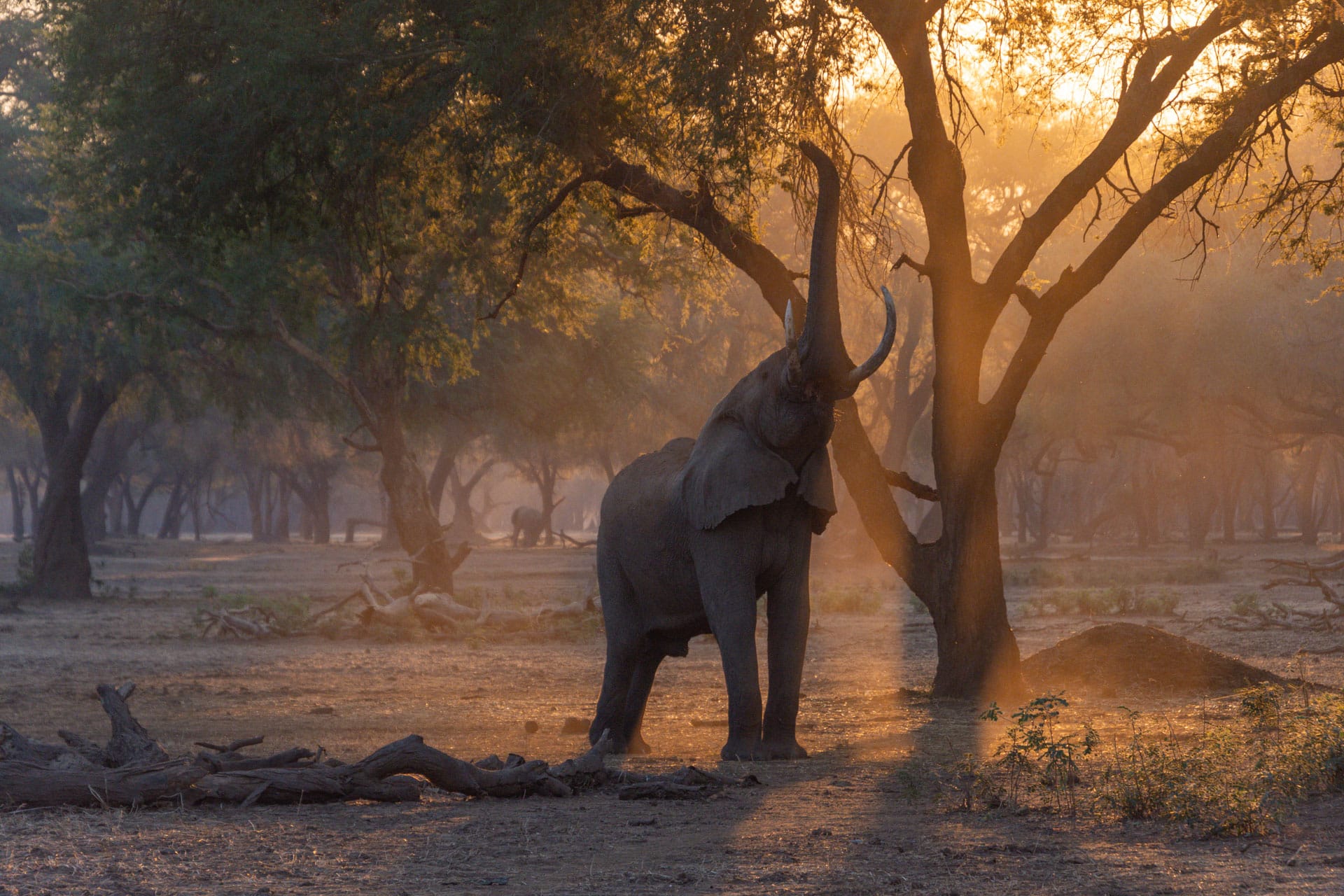 Lower Zambezi Nationalpark