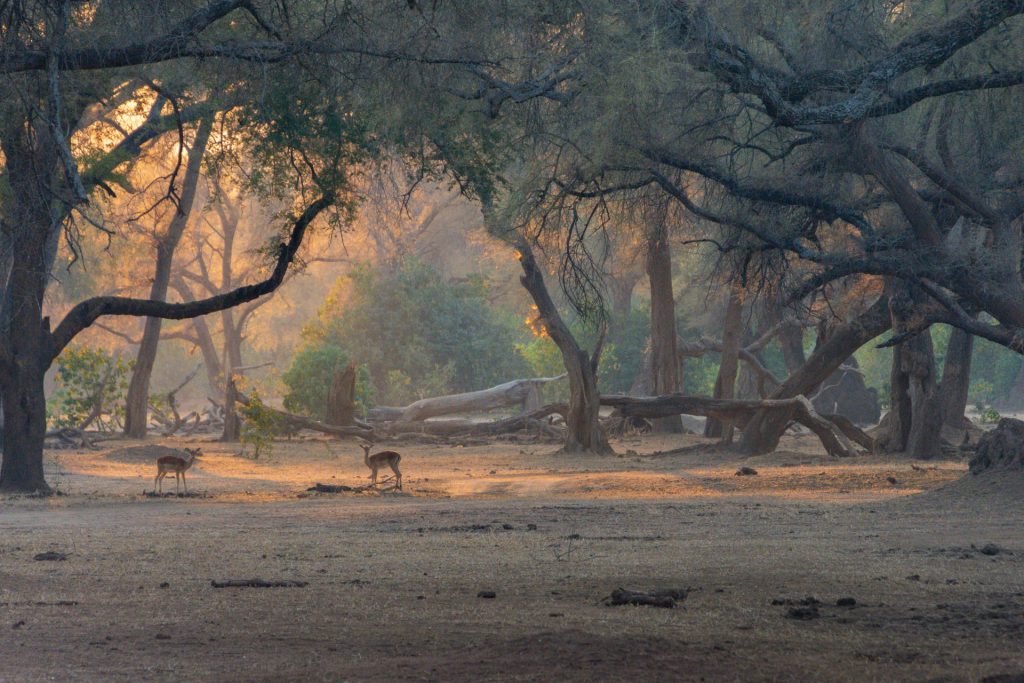 Lower Zambezi Nationalpark Sambia Globetrotter Select 76