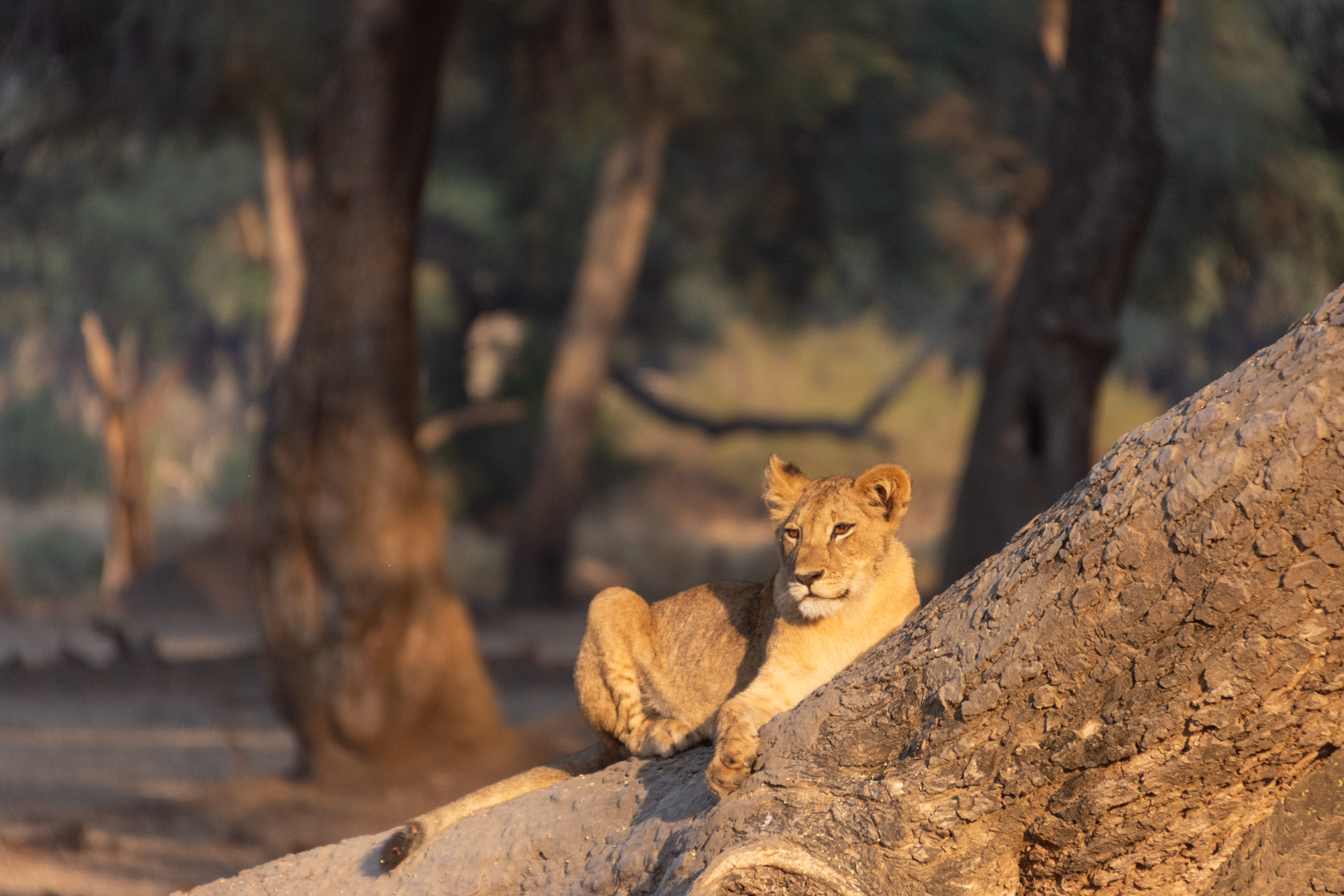 Lower-Zambezi-Nationalpark-Sambia-Globetrotter-Select-83