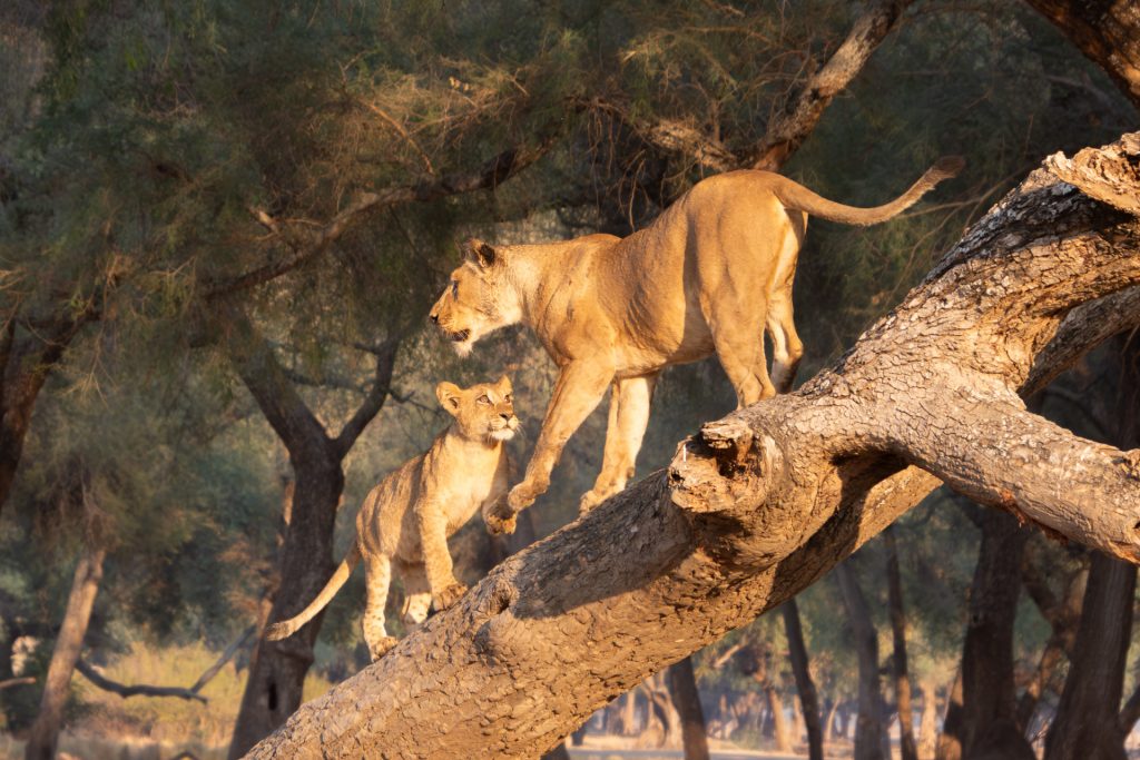 Lower Zambezi Nationalpark Sambia Globetrotter Select 87