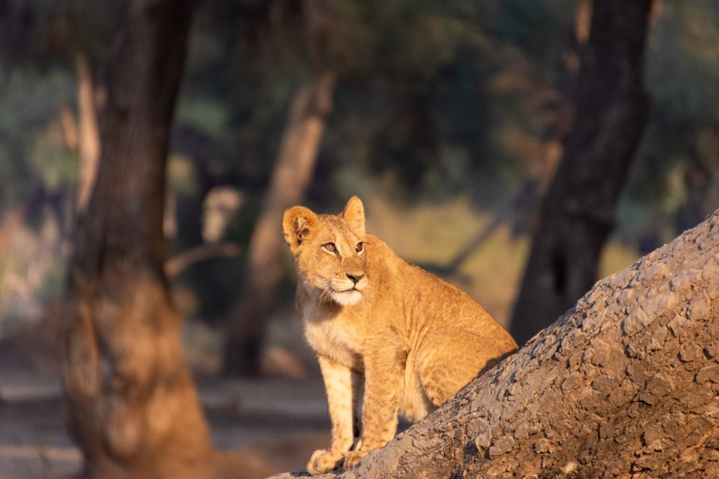 Lower Zambezi Nationalpark Sambia Globetrotter Select 88