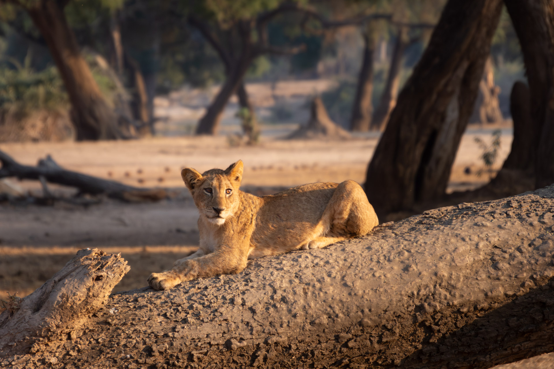 Lower-Zambezi-Nationalpark-Sambia-Globetrotter-Select-90