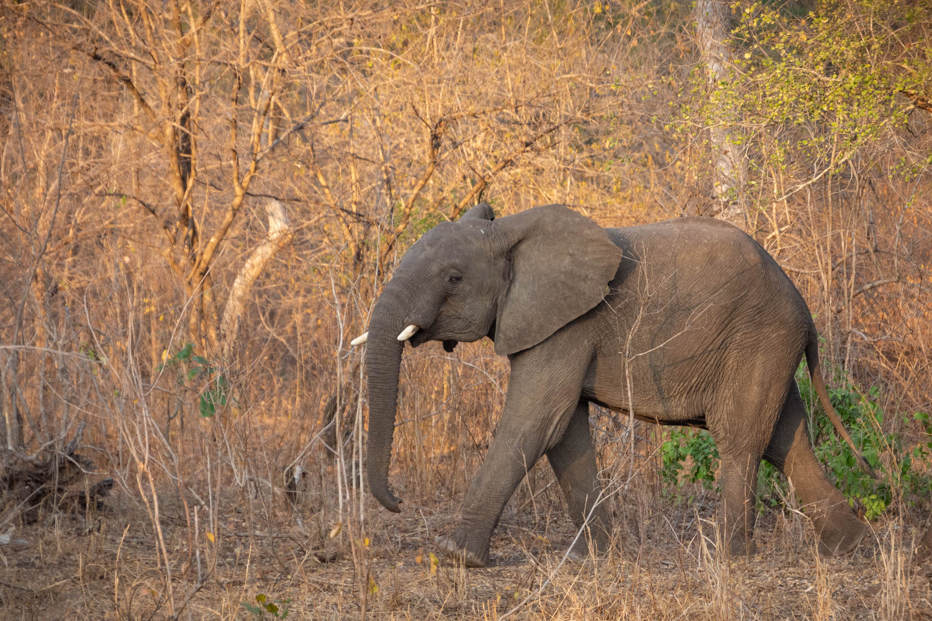 Majete-Wildlife-Reserve-Malawi-Globetrotter-Select-1