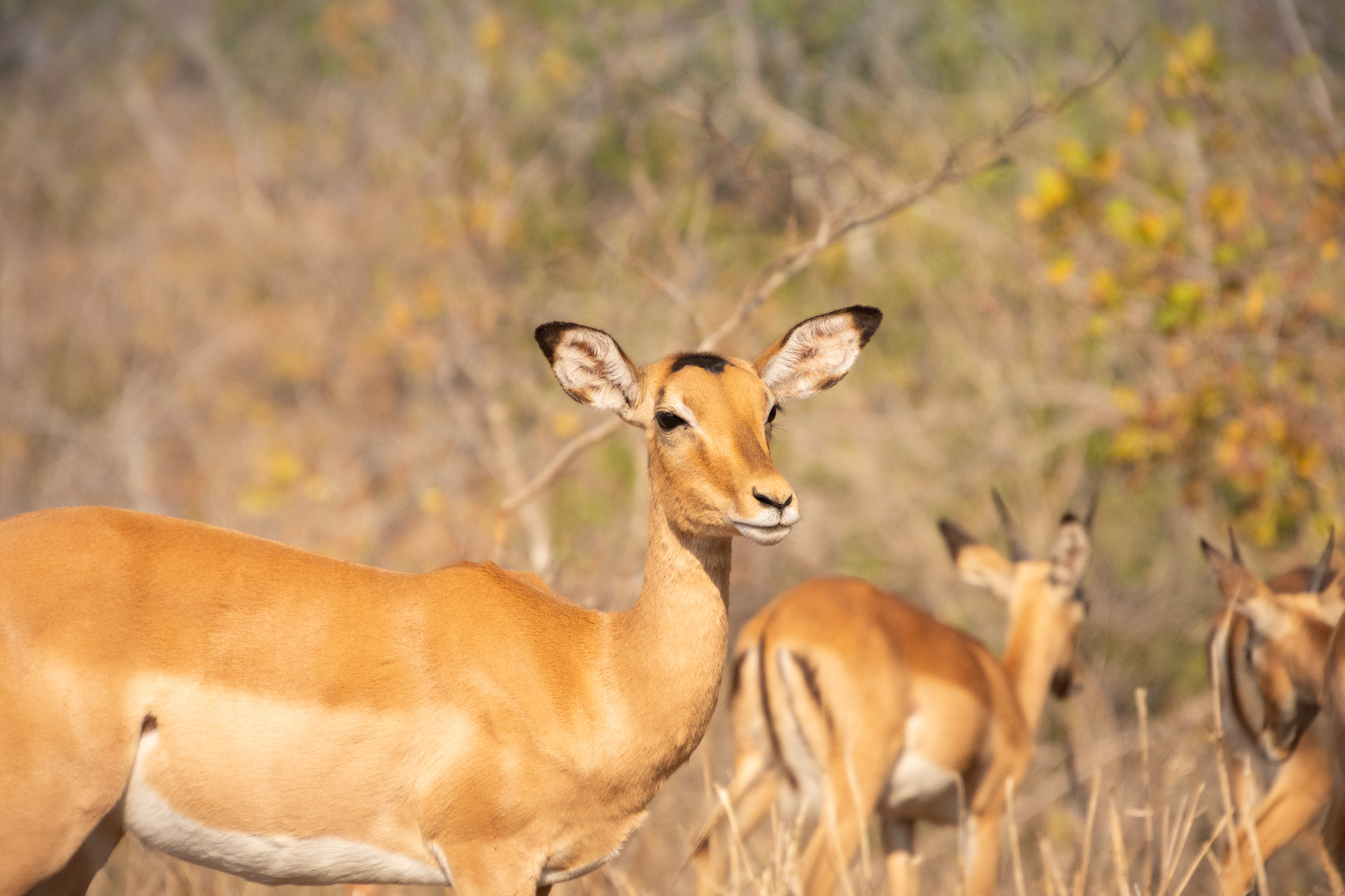 Majete-Wildlife-Reserve-Malawi-Globetrotter-Select-15