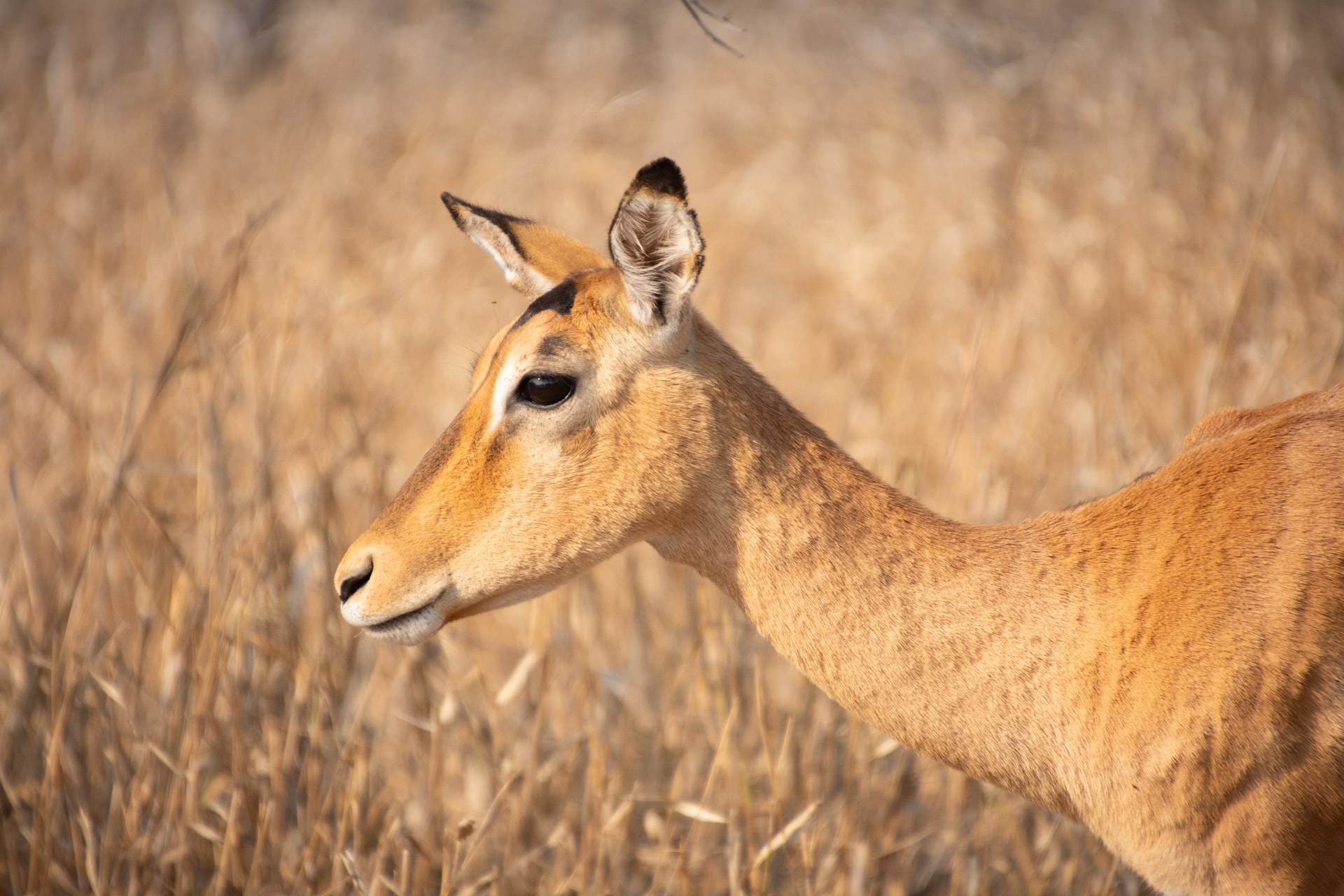 Majete-Wildlife-Reserve-Malawi-Globetrotter-Select-16