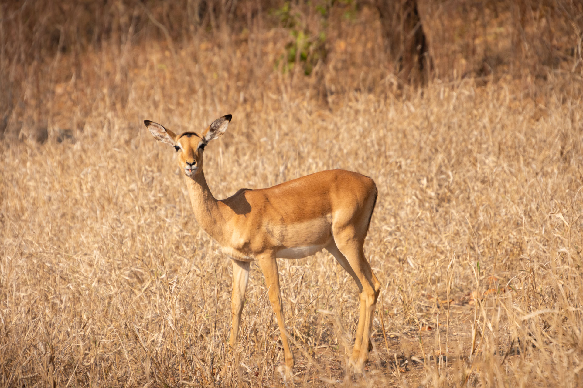 Majete-Wildlife-Reserve-Malawi-Globetrotter-Select-17