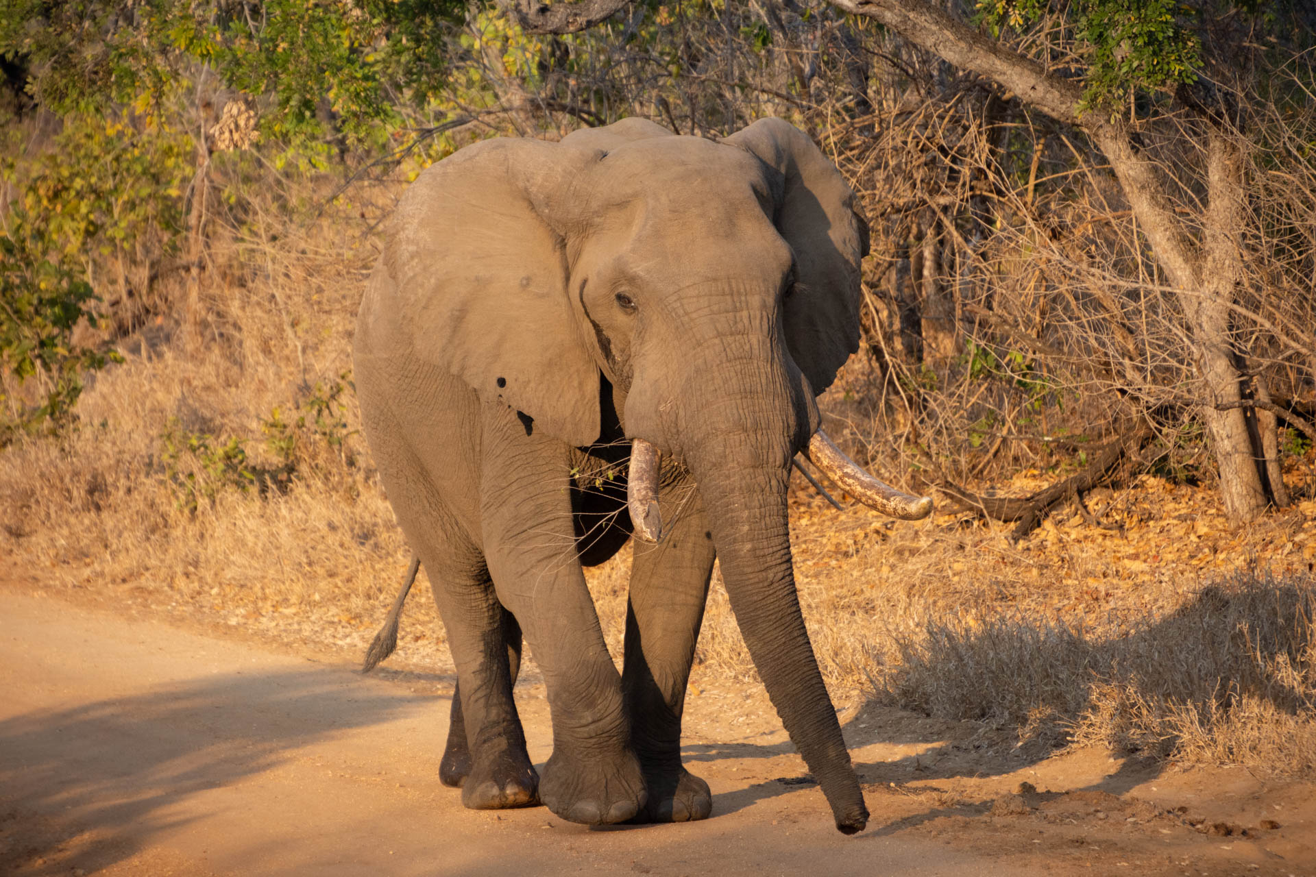 Majete-Wildlife-Reserve-Malawi-Globetrotter-Select-20