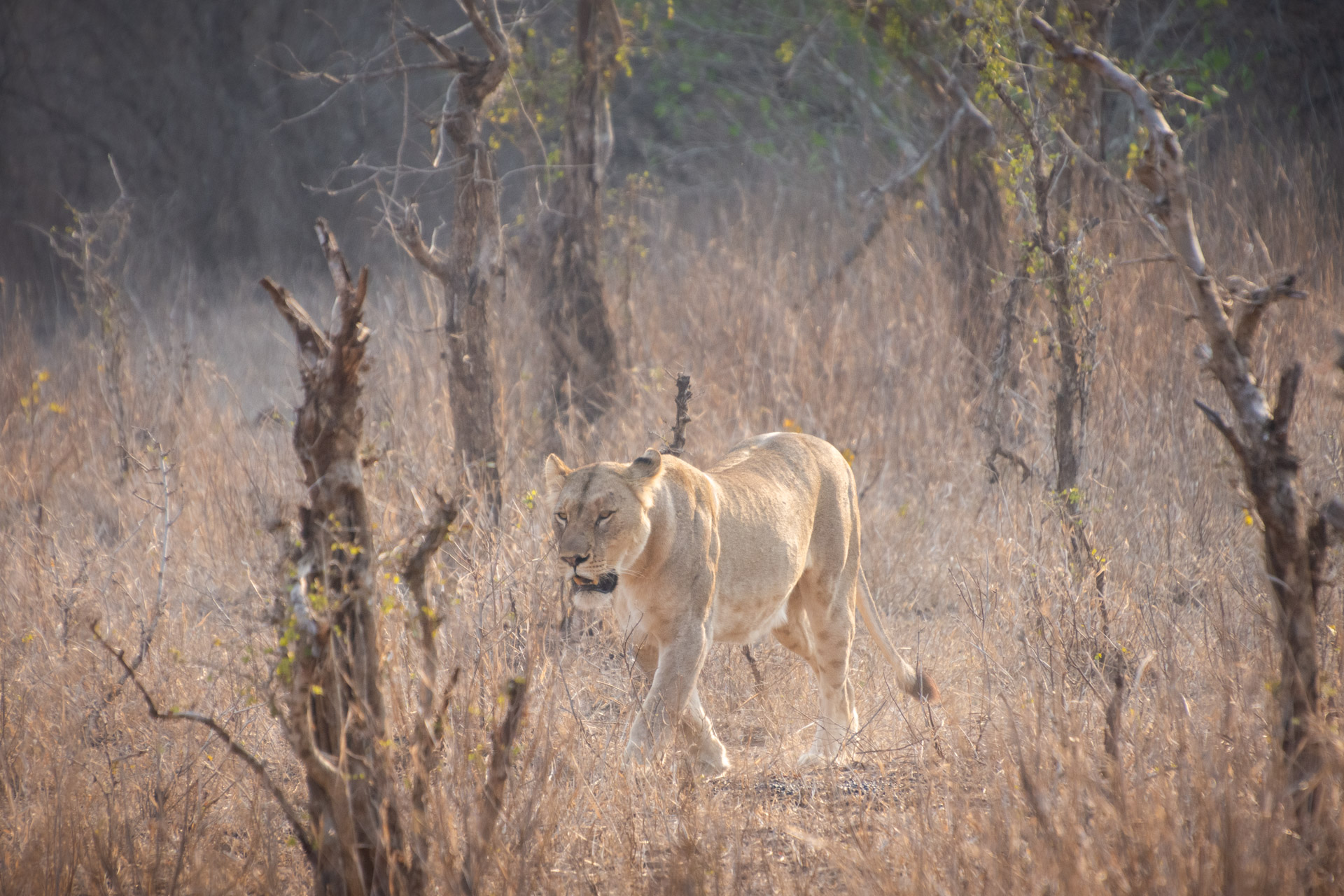 Majete-Wildlife-Reserve-Malawi-Globetrotter-Select-3