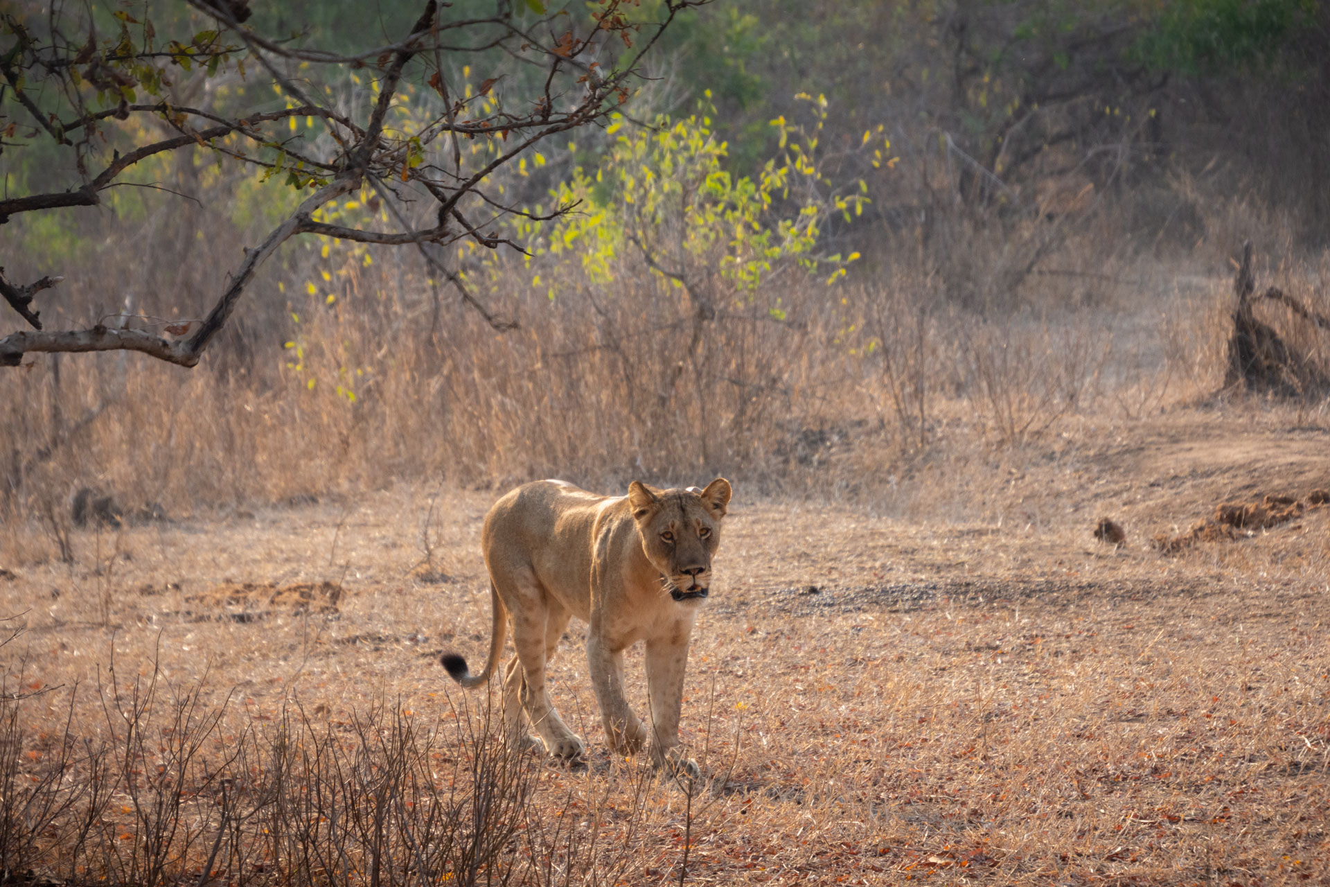 Majete-Wildlife-Reserve-Malawi-Globetrotter-Select-4