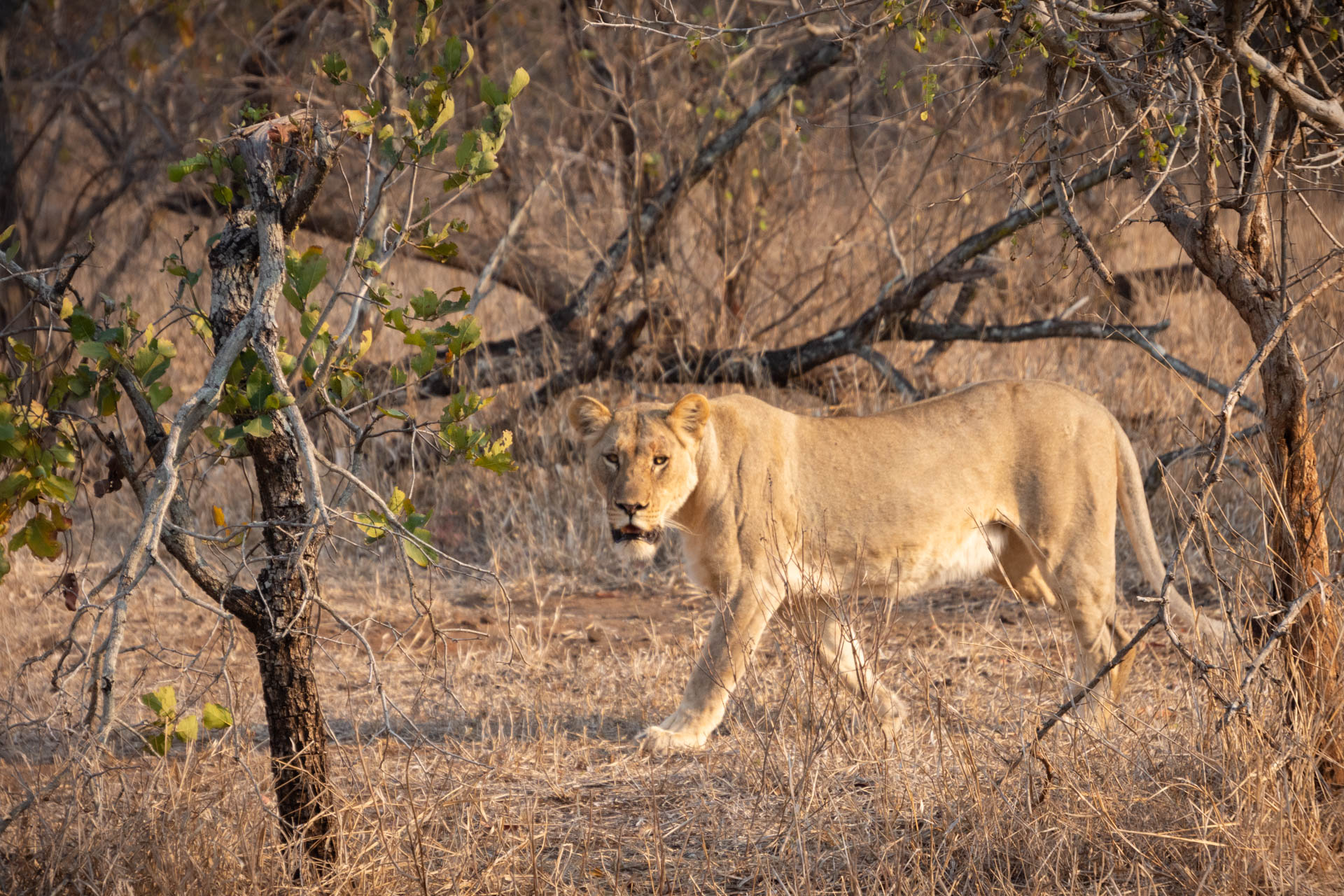 Majete-Wildlife-Reserve-Malawi-Globetrotter-Select-5