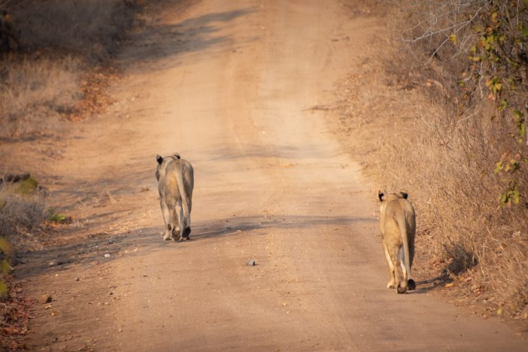 Majete Wildlife Reserve
