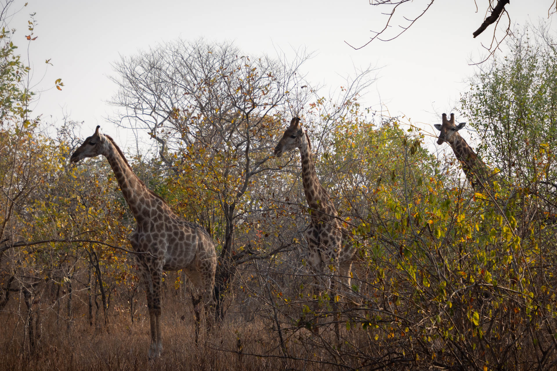 Majete-Wildlife-Reserve-Malawi-Globetrotter-Select-9