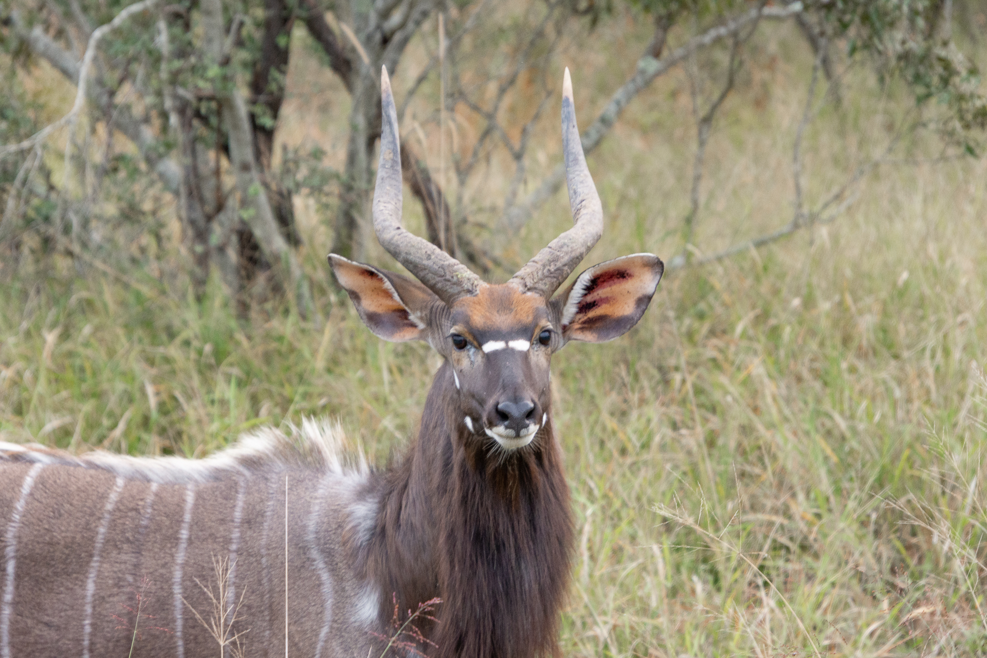 Manyeleti-Kruger-Suedafrika-Globetrotter-Select-24
