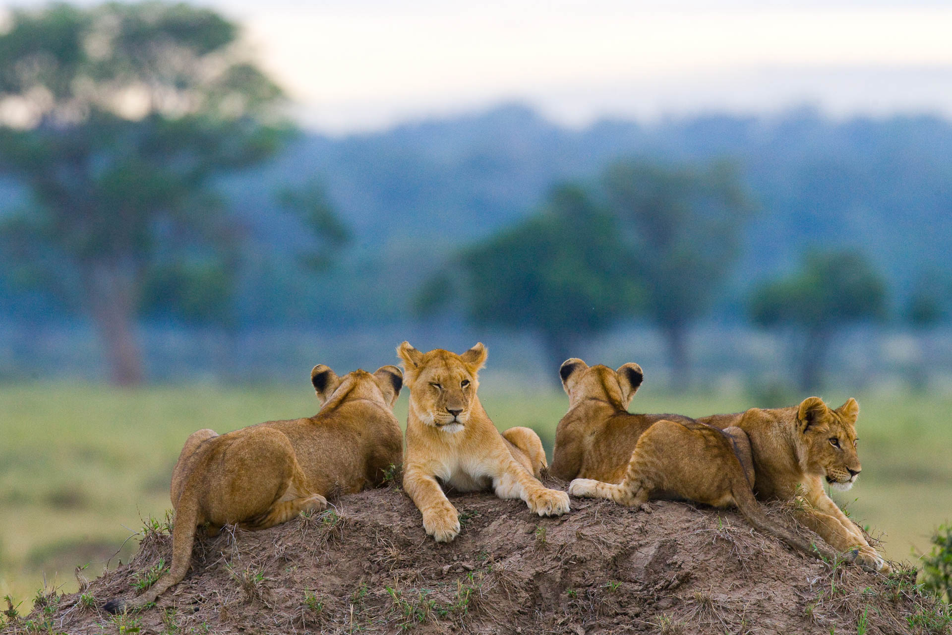 Group of young lions on the hill. National Park. Kenya. Tanzania