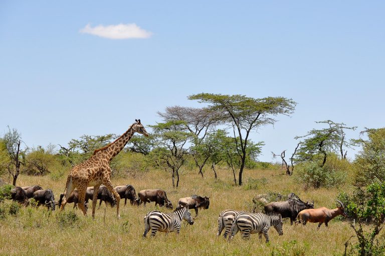Masai Mara - Globetrotter Select