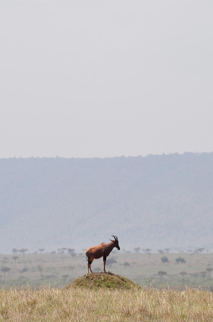 Masai Mara Kenia - Globetrotter Select