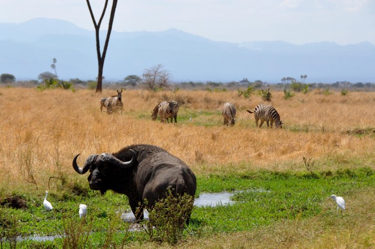 Meru Nationalpark Kenia- Globetrotter Select