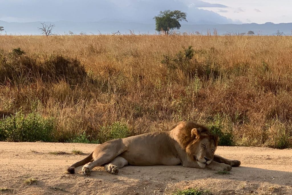 Mikumi Nationalpark Remote Safari Comp 2