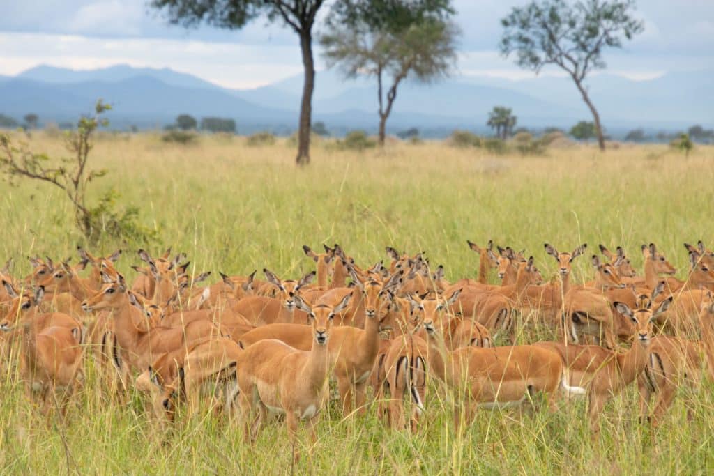 Mikumi Nationalpark Tansania Globetrotter Select 1