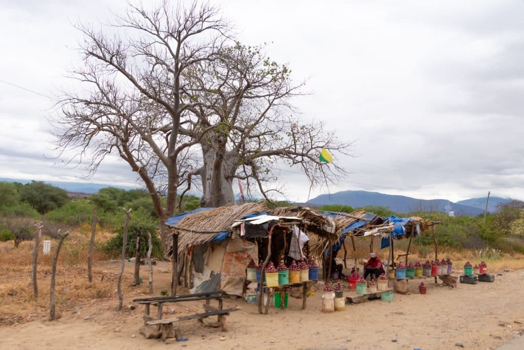 Mikumi to Ruaha Tansania Globetrotter Select 1