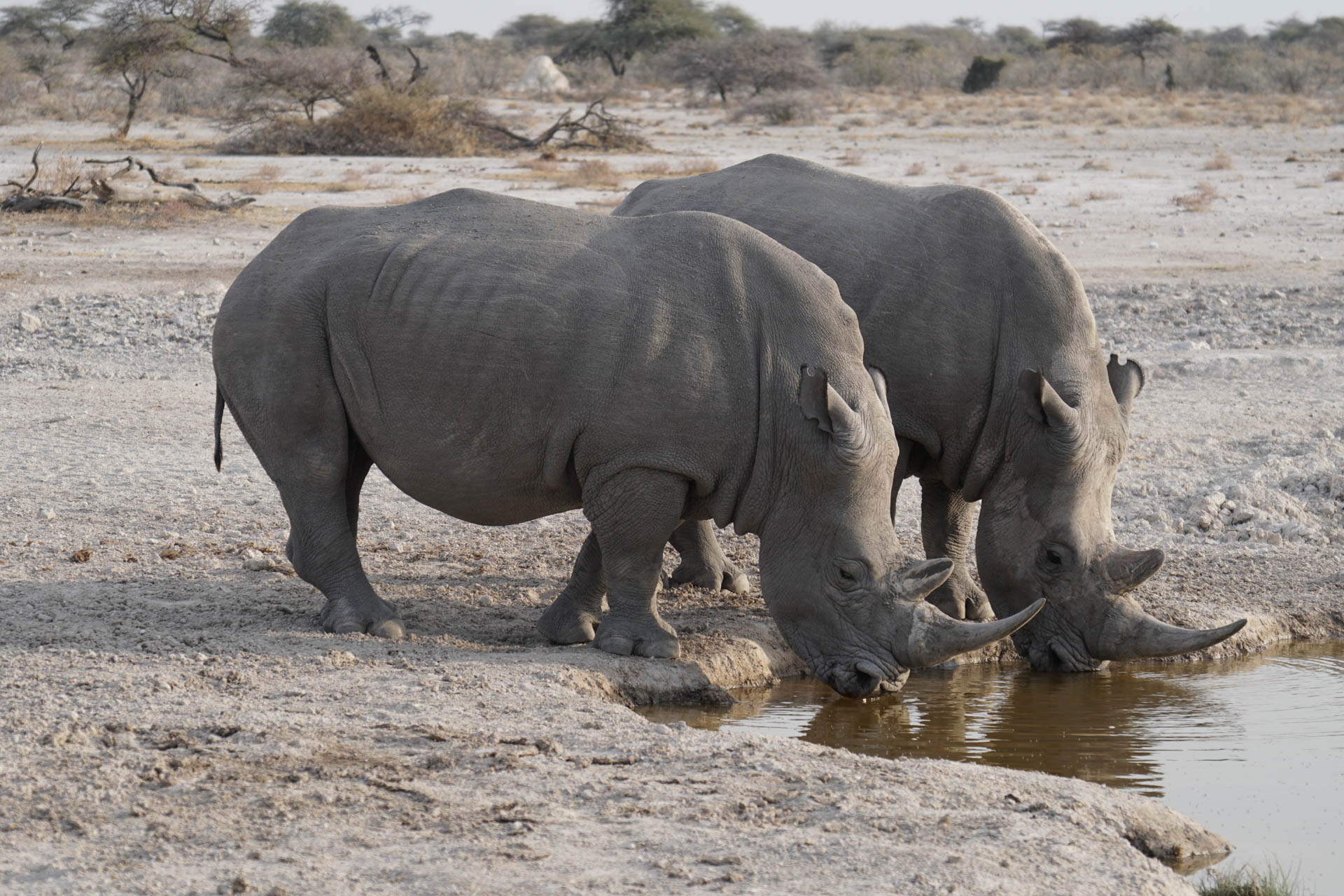 Nashörner am Wasserloch im Etosha Nationalpark während Namibia Safari