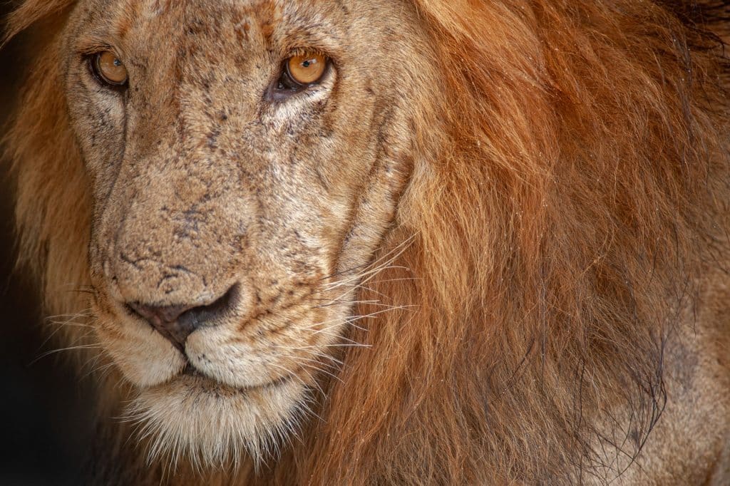 Nyerere Nationalpark Robby Bolleyn 3