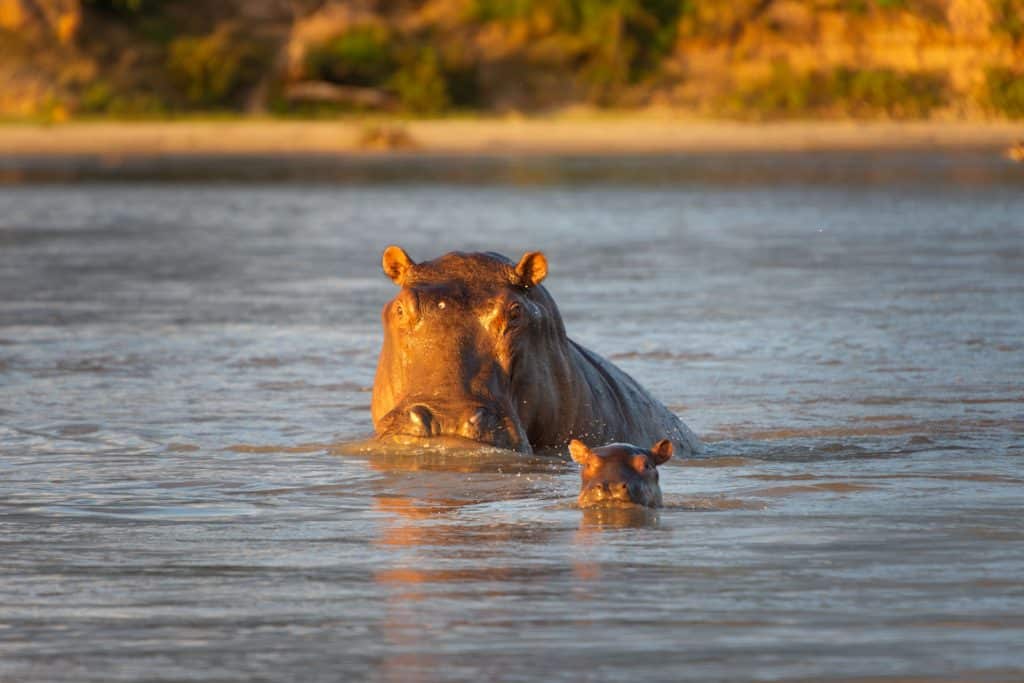 Flugsafari Südtansania mit Mahale Nyerere Nationalpark Tansania Globetrotter Select 23