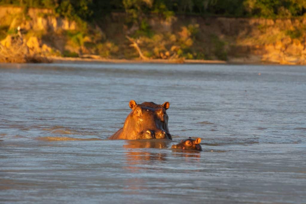 Nilpferd mit Baby im Rufiji Fluss im Nyerere Nationalpark, Südtansania