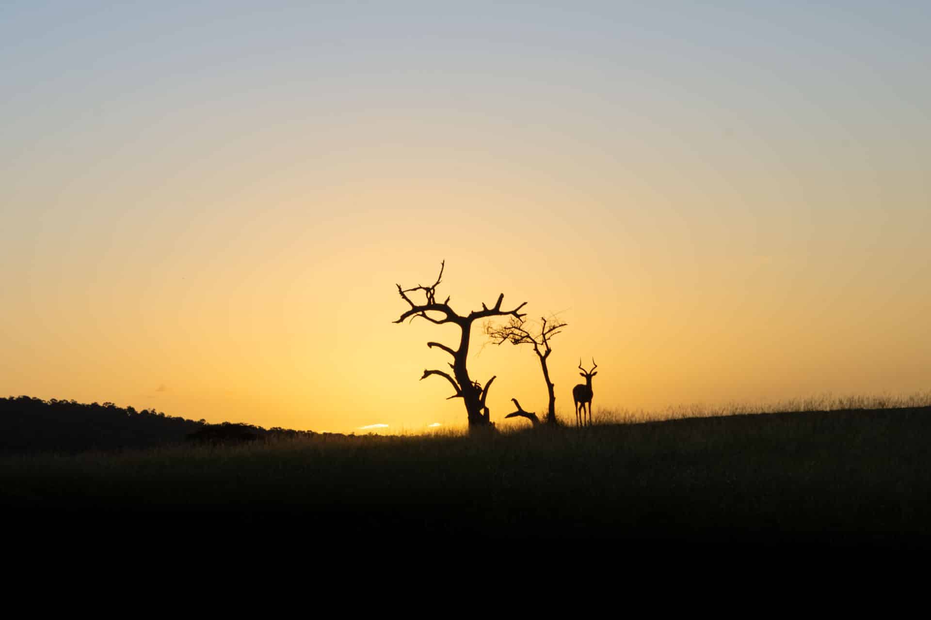 Nyerere-Nationalpark-Tansania-Globetrotter-Select-50