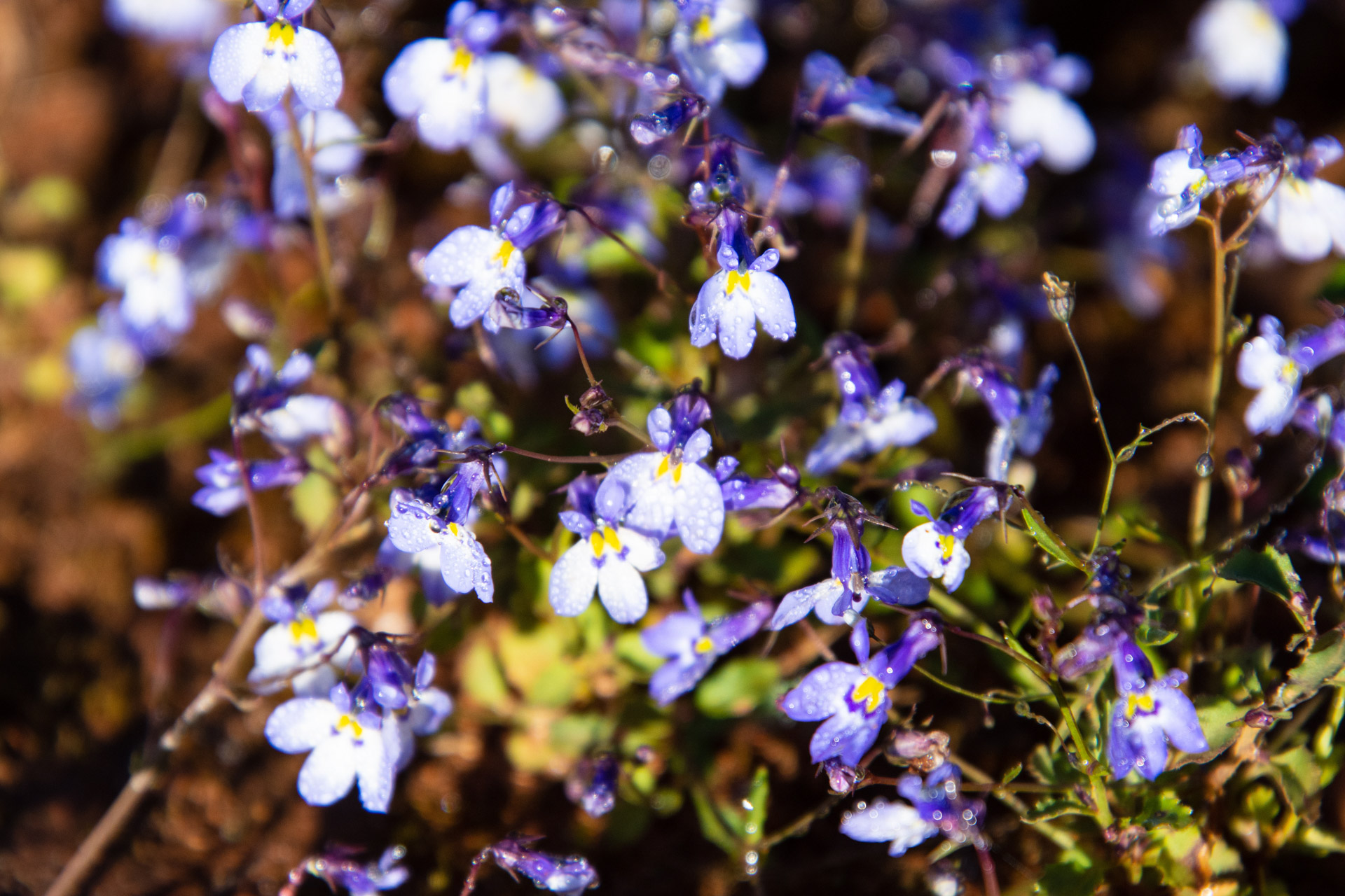 Nyika-Nationalpark-Malawi-Globetrotter-Select-18