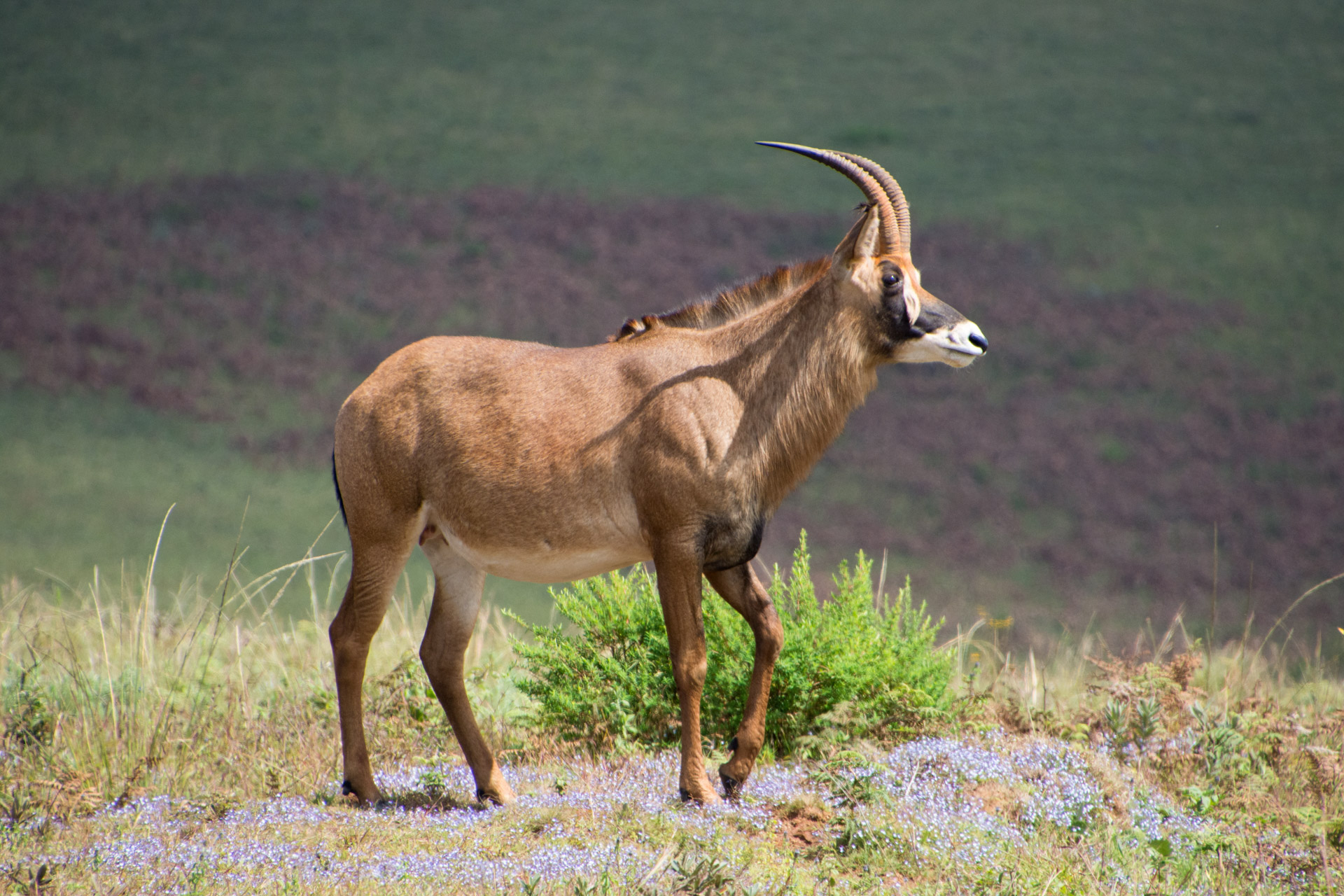 Nyika-Nationalpark-Malawi-Globetrotter-Select-24