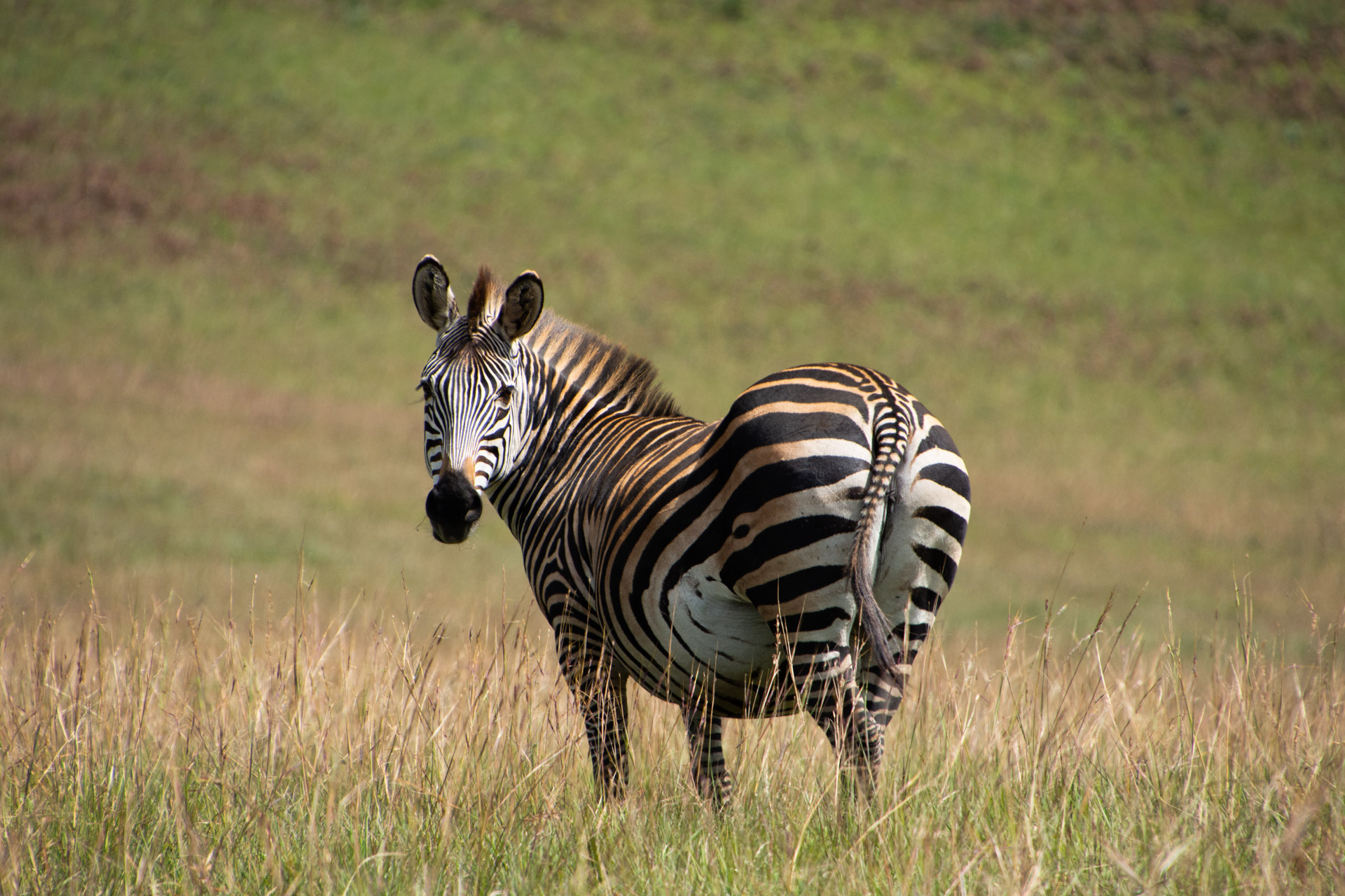 Nyika-Nationalpark-Malawi-Globetrotter-Select-26