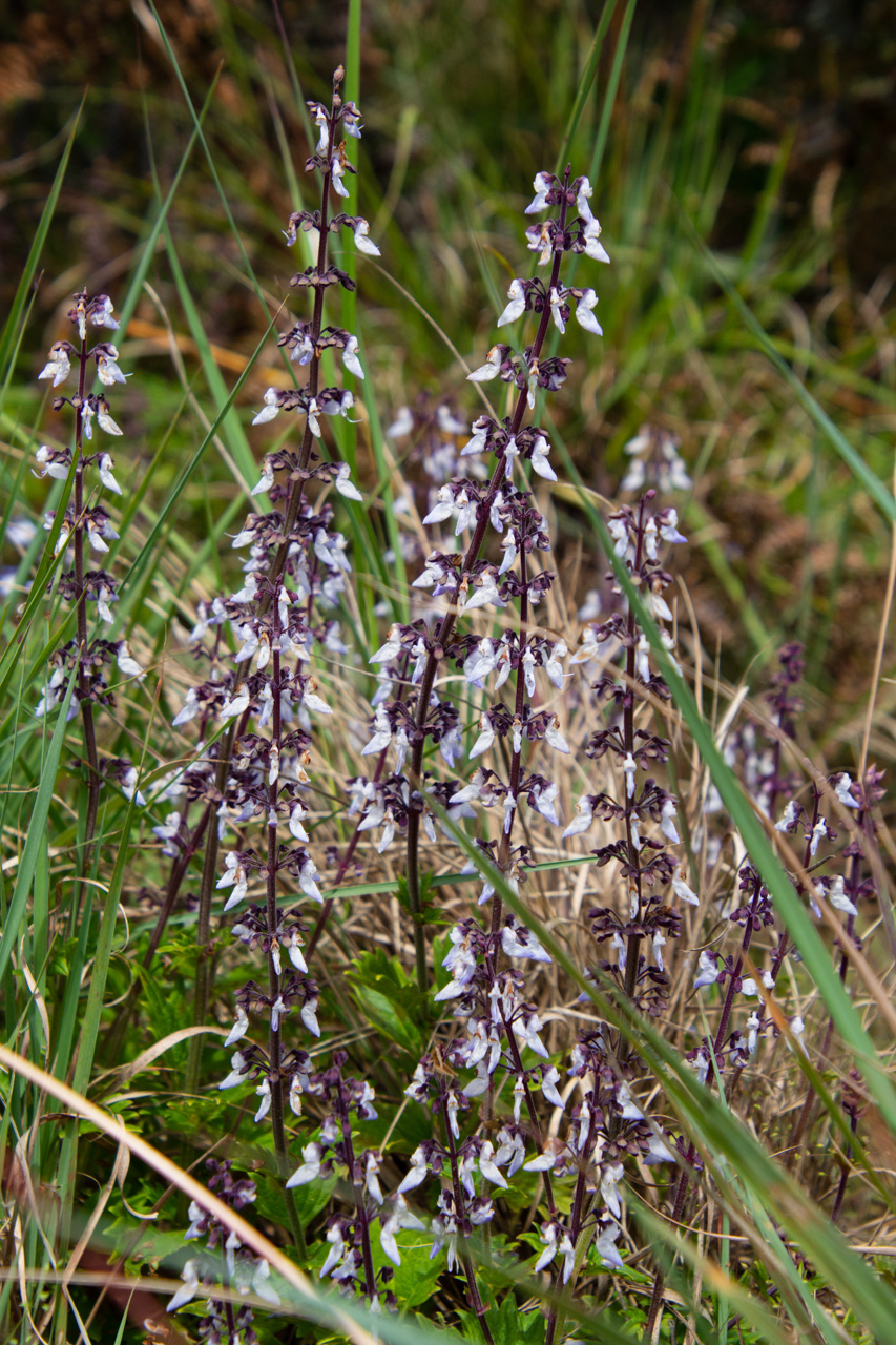 Nyika-Nationalpark-Malawi-Globetrotter-Select-27
