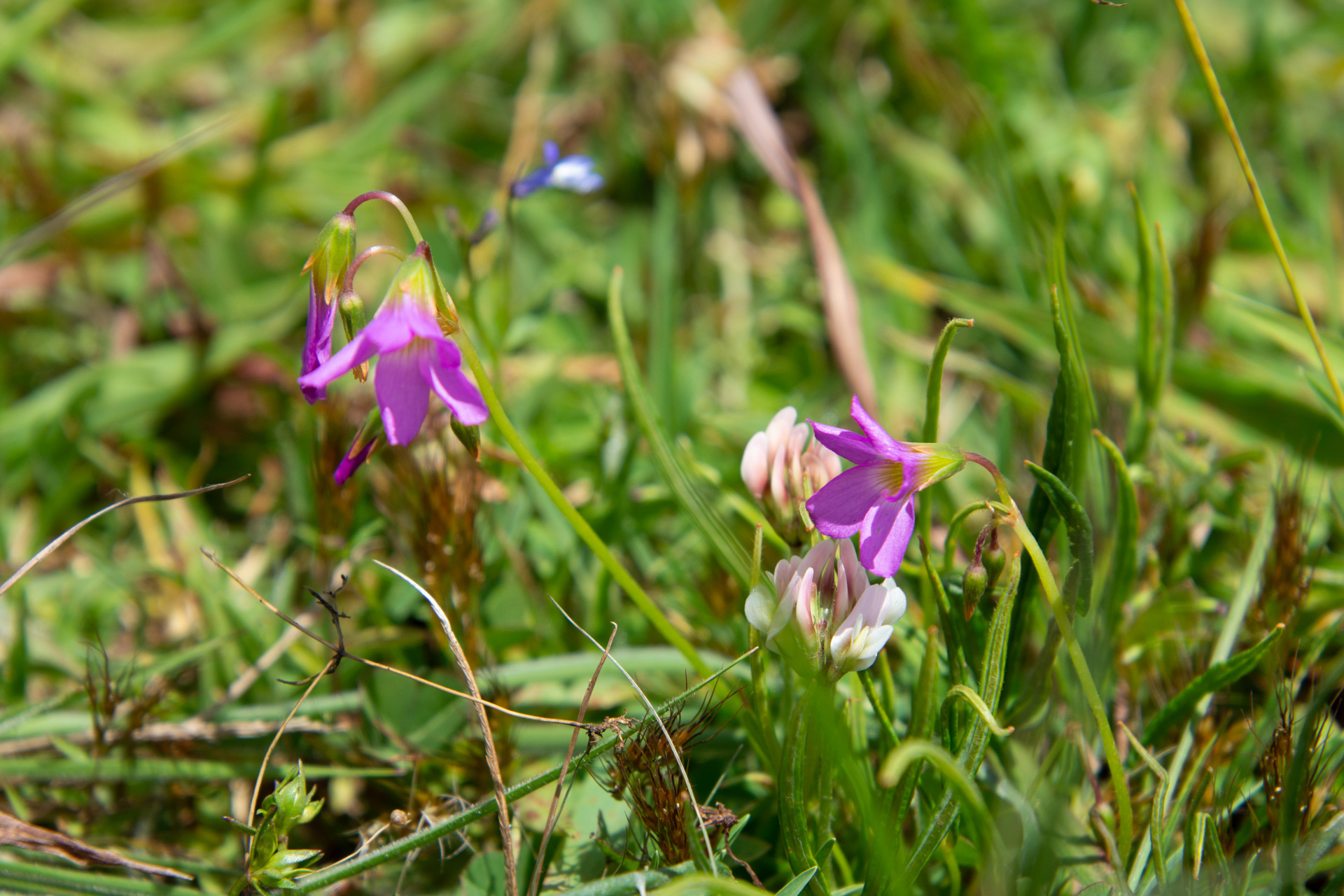 Nyika-Nationalpark-Malawi-Globetrotter-Select-28