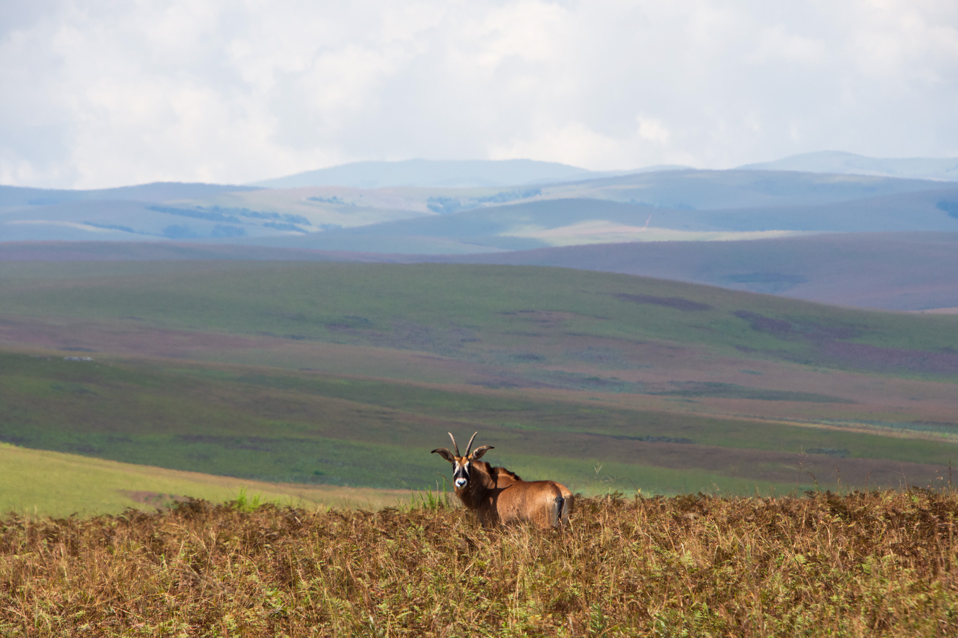 Nyika-Nationalpark-Malawi-Globetrotter-Select-29